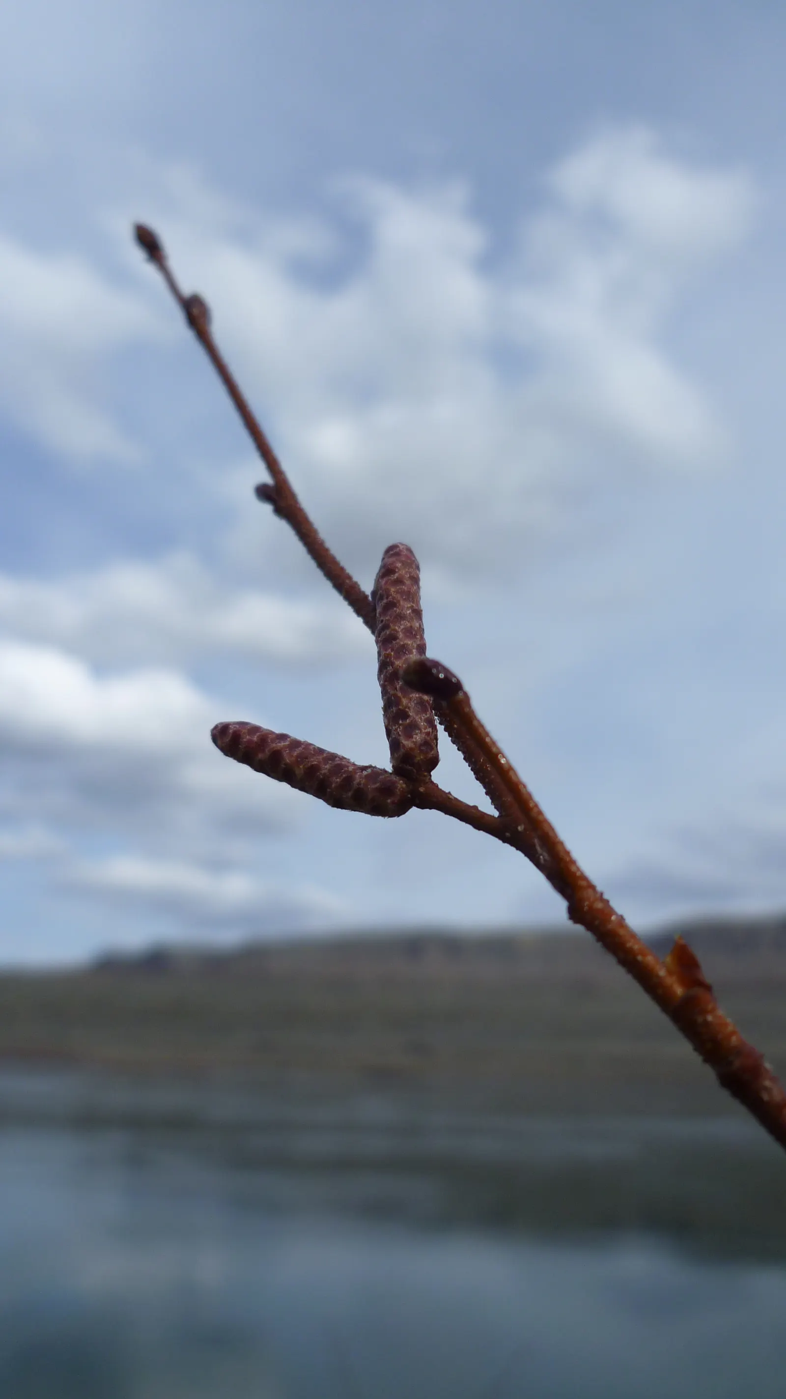 Water Birch (Betula Occidentalis) — typically thrives along stream banks and moist soils; the leaves of the Water Birch are distinctly, image 62