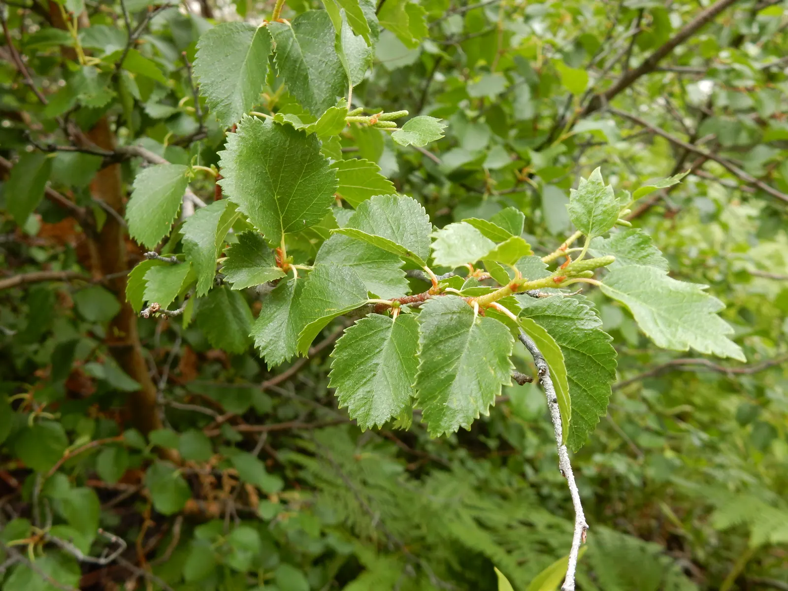 Water Birch (Betula Occidentalis) — serving as a habitat and food source for local wildlife; tree for full or half