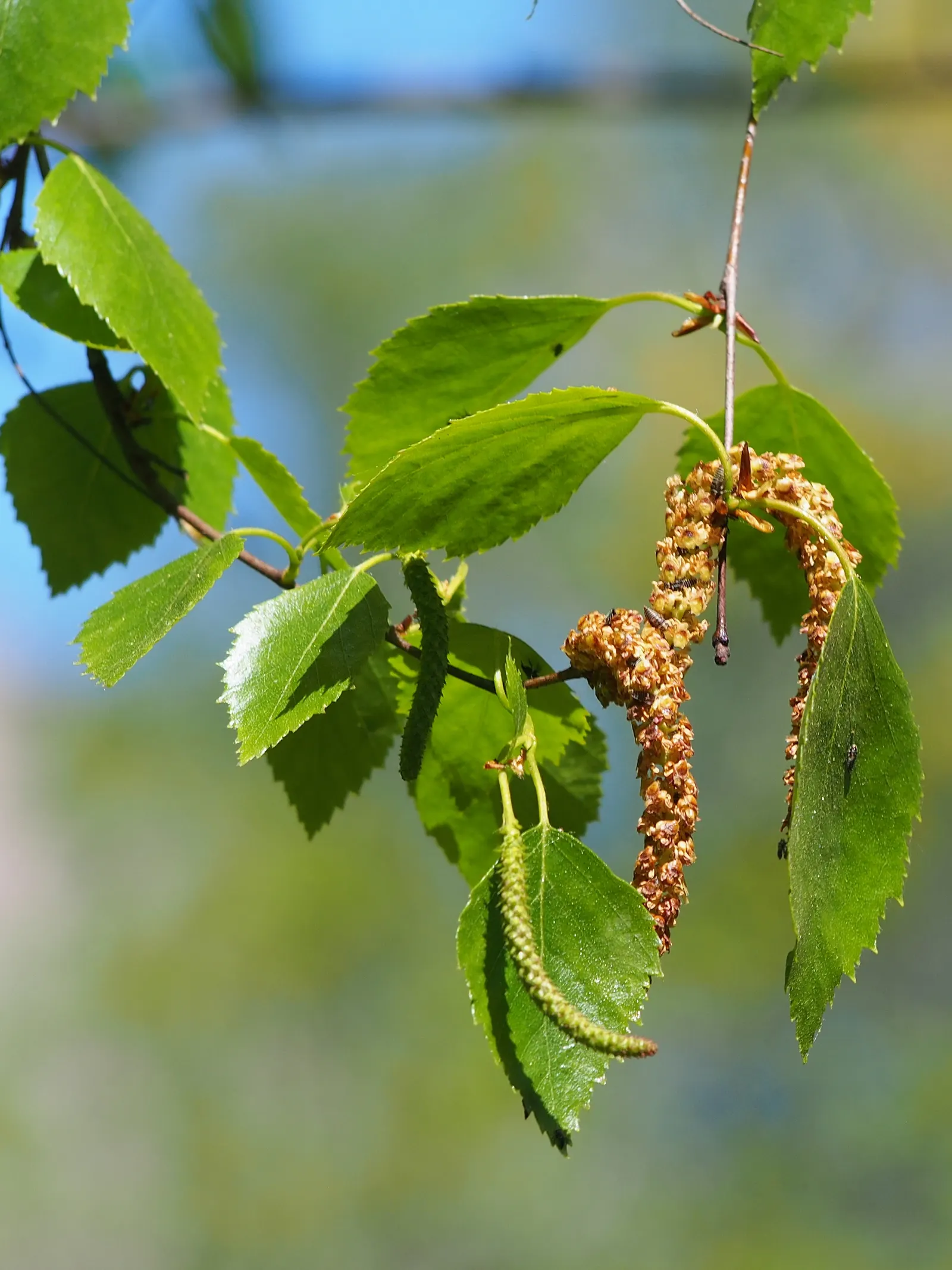 Water Birch (Betula Occidentalis) — The Water Birch is cold tolerant