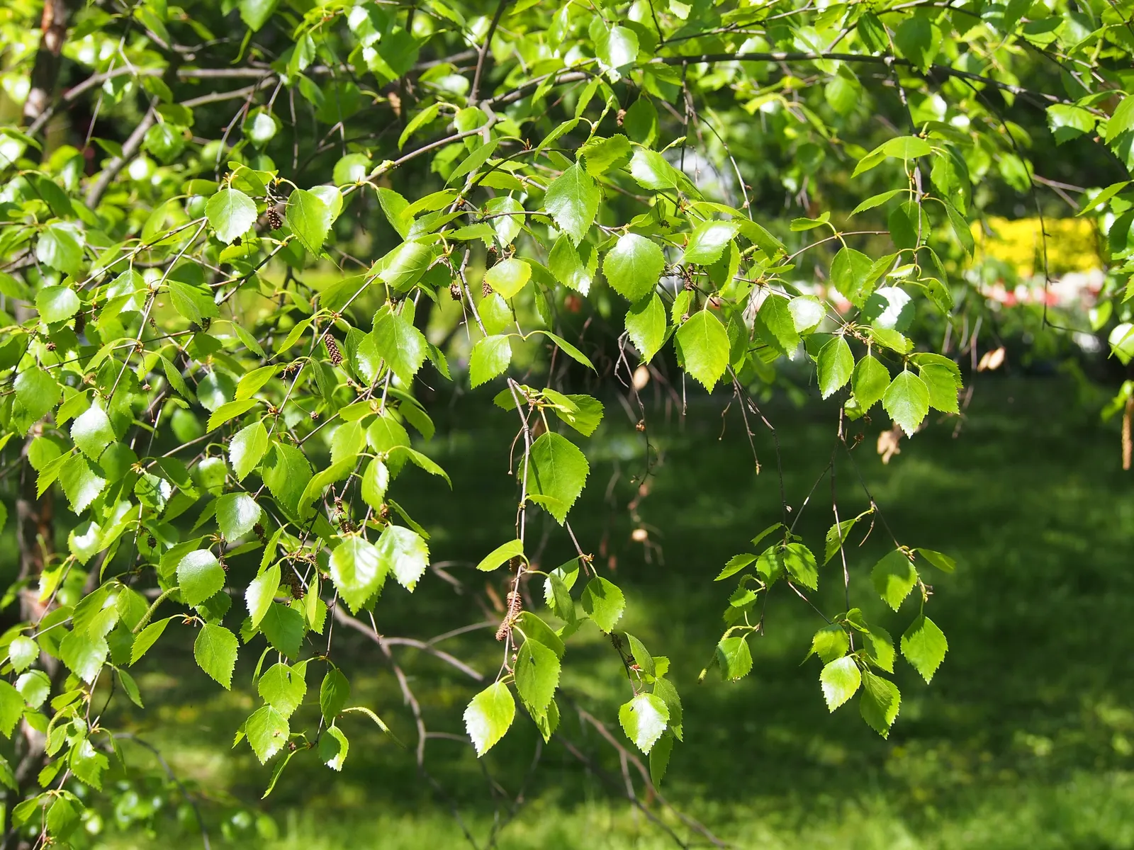 Water Birch (Betula Occidentalis) — shrubby form possesses a rugged allure