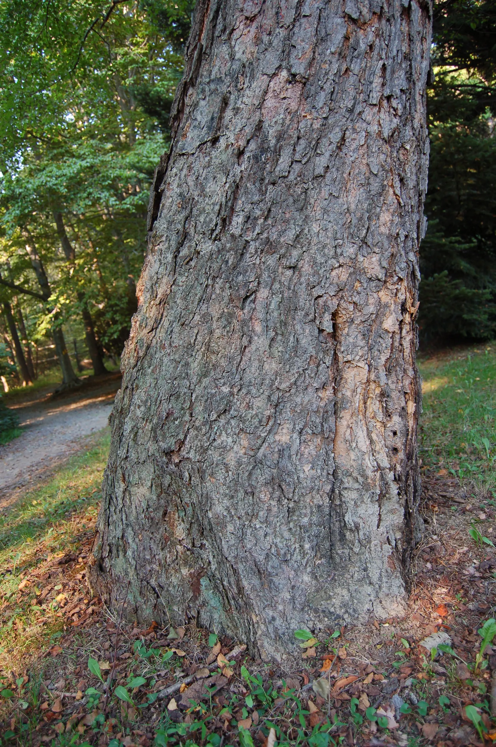 Water Birch (Betula Occidentalis) — the Water Birch offers ecological benefits