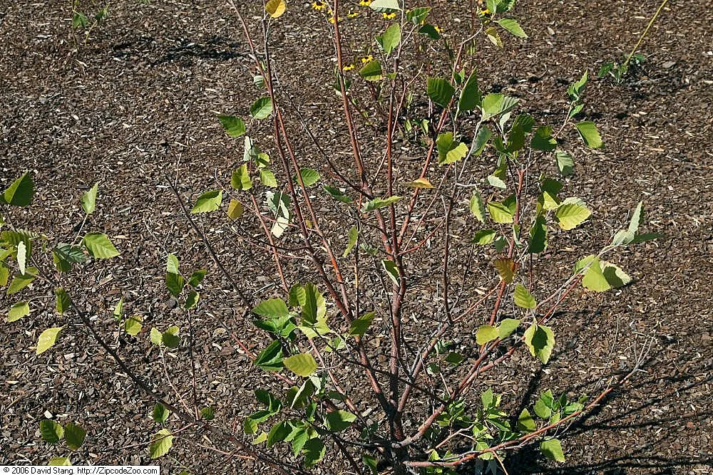 Water Birch (Betula Occidentalis) — Betula occidentalis, or Water Birch, is a multi-stemmed, deciduous tree thriving in USDA zones 3-7