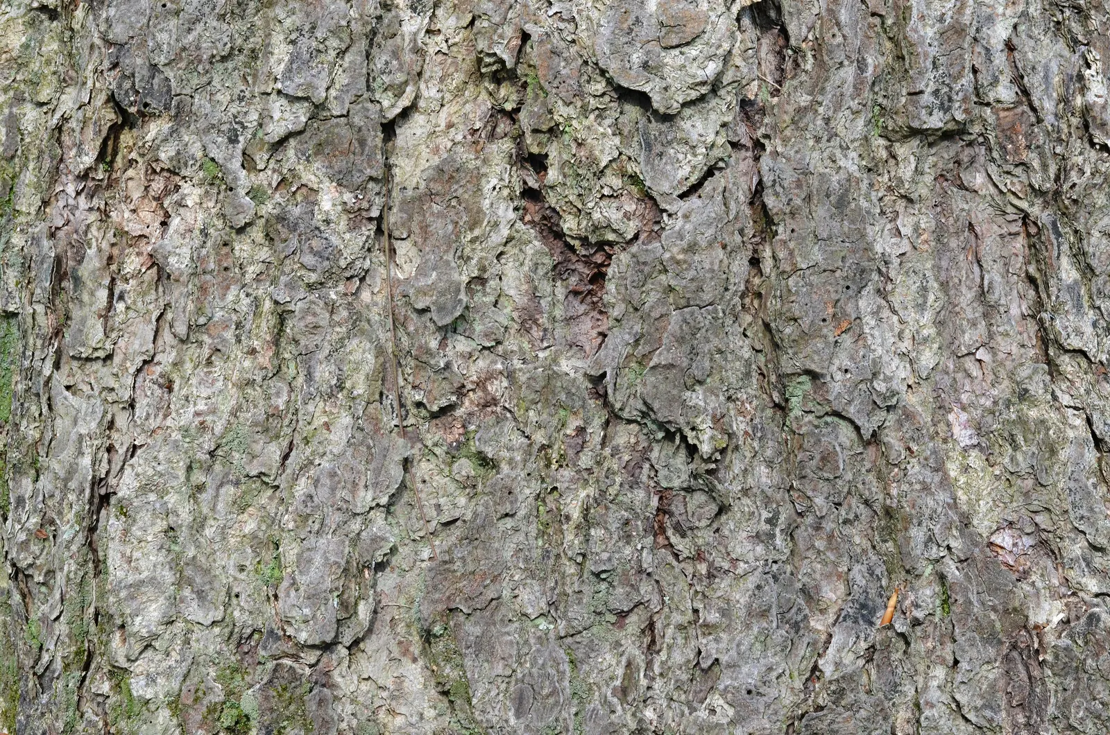 Water Birch (Betula Occidentalis) — requiring minimal pruning to maintain its shape and encourage strong structure