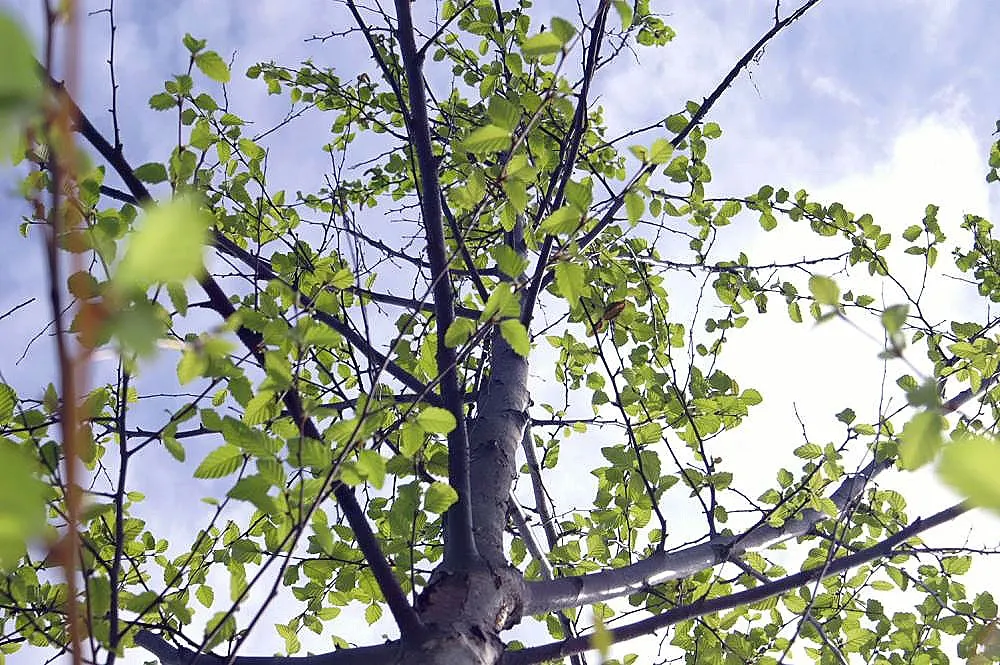 Water Birch (Betula Occidentalis) — Noted for yellow fall foliage; it's ideal for naturalized areas or alongside water features for erosion control, image 57