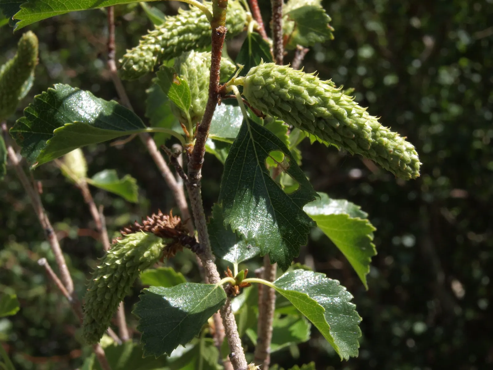 Water Birch (Betula Occidentalis) — yellow flowers in the garden