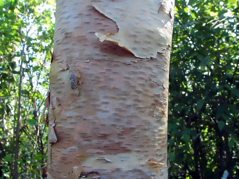 Water Birch (Betula Occidentalis) — typically thrives along stream banks and moist soils; the leaves of the Water Birch are distinctly diamond-shaped