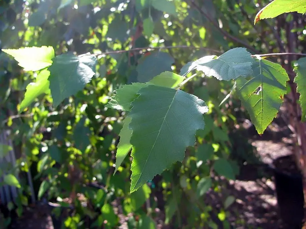 Water Birch (Betula Occidentalis) — Prefers moist, well-drained soils and full to partial sun; tree with yellow blooms