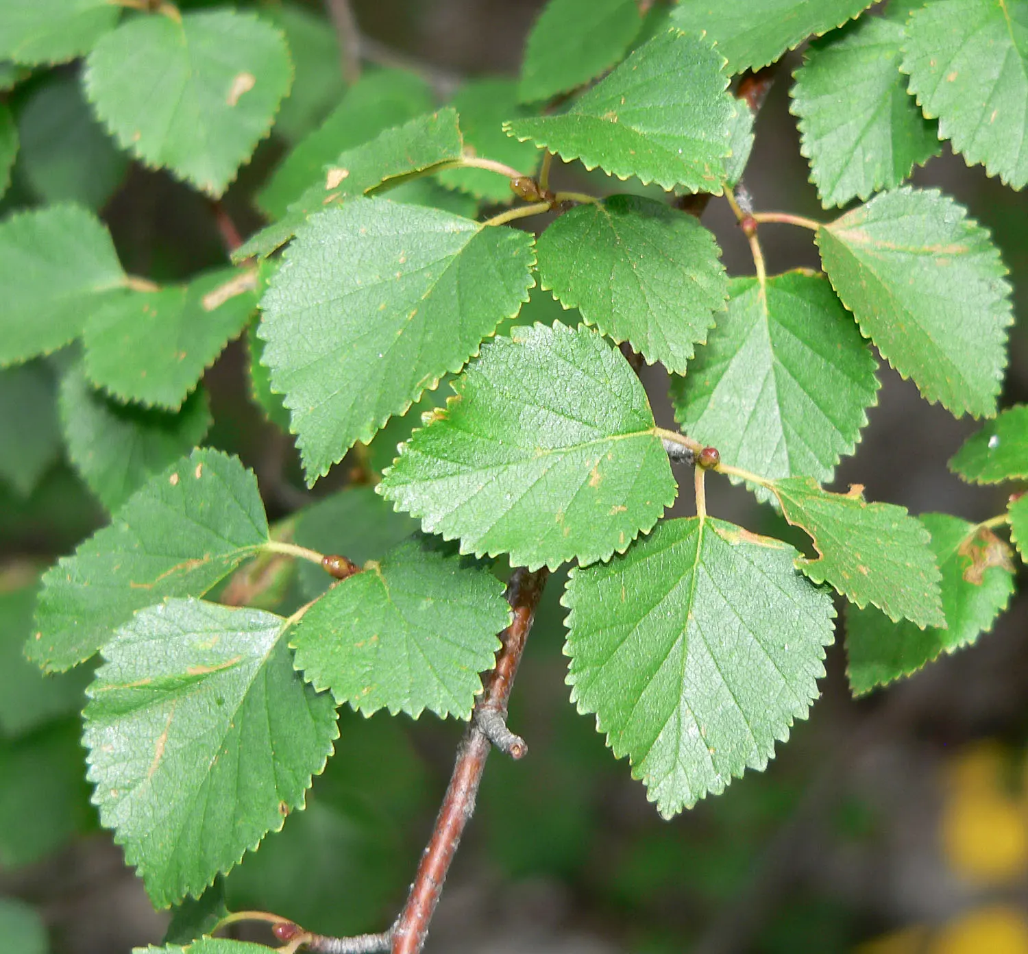 Water Birch (Betula Occidentalis) — commonly referred to as the Water Birch; including birds and butterflies, image 59
