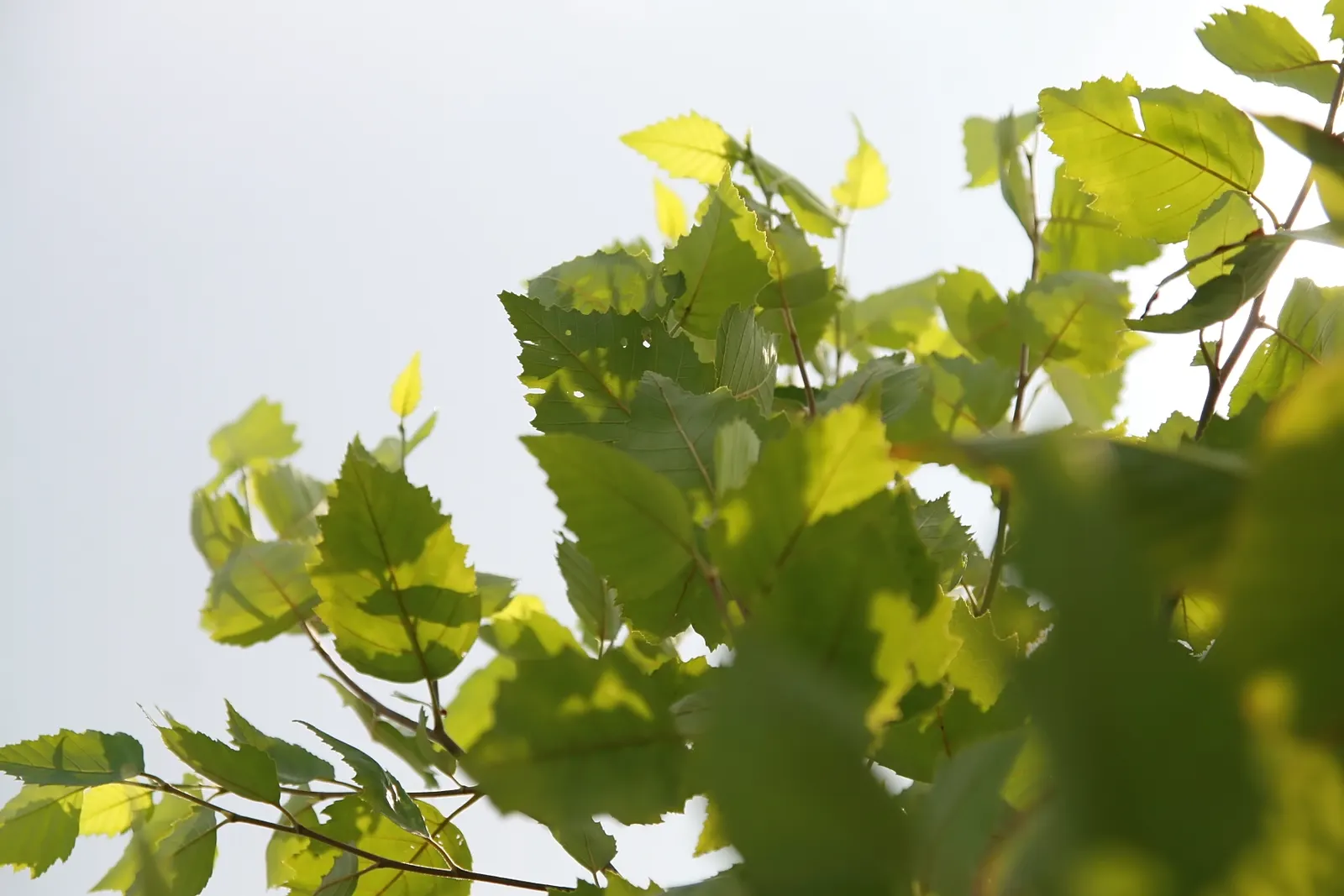 Water Birch (Betula Occidentalis) — is a versatile and adaptive deciduous tree that brings a naturalistic charm to any landscape