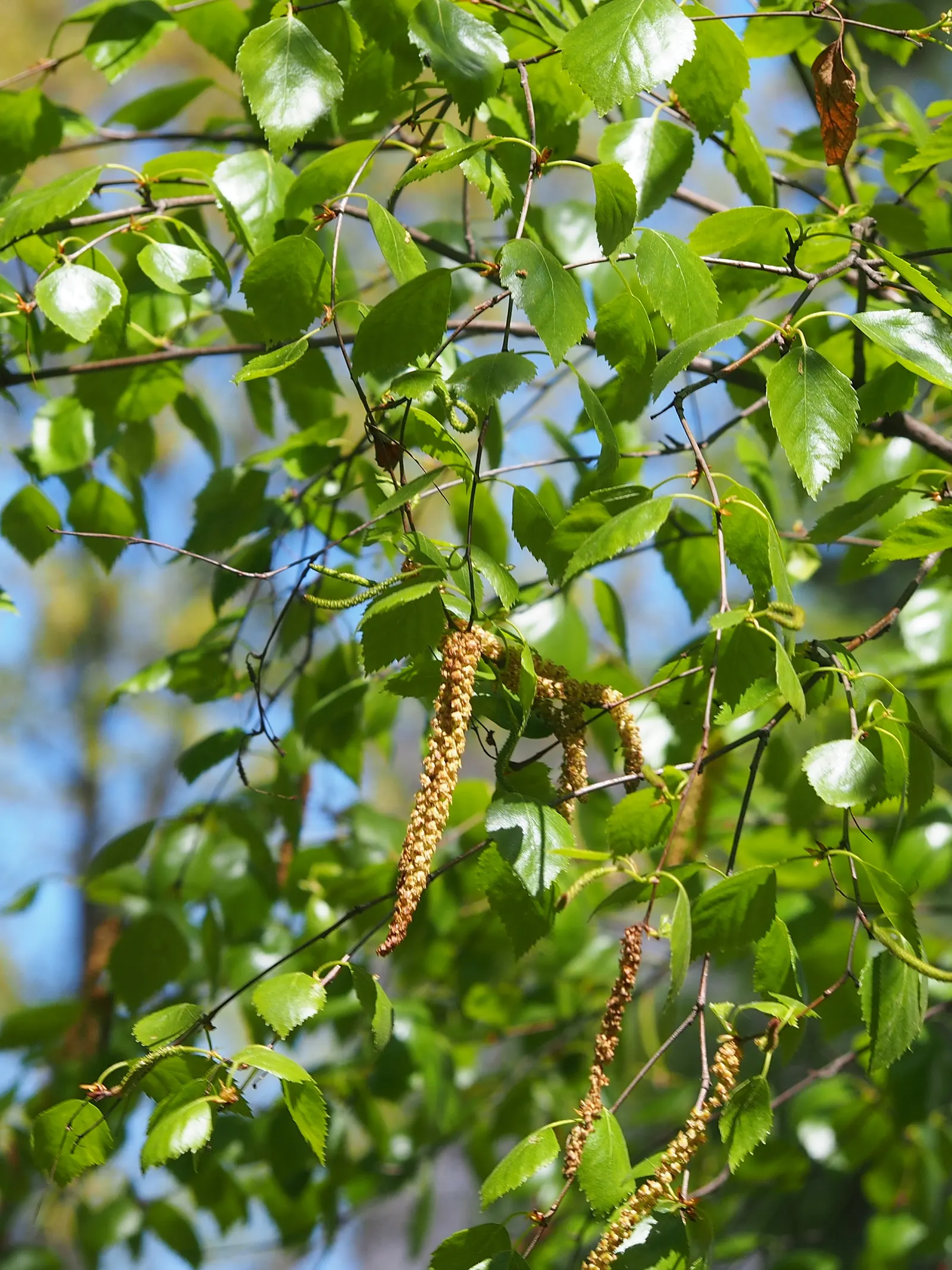 Water Birch (Betula Occidentalis) — serving as a habitat and food source for local wildlife