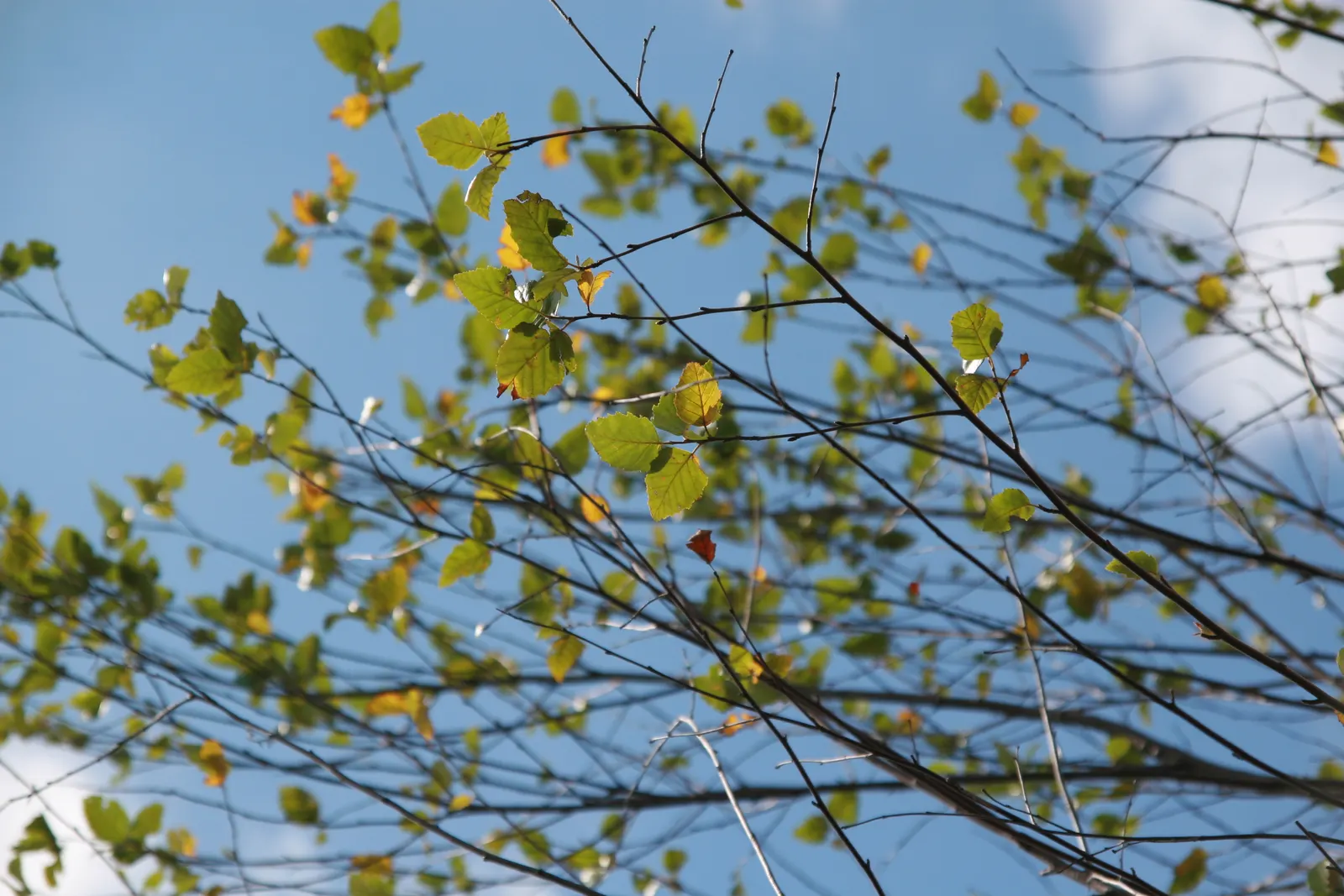 Water Birch (Betula Occidentalis) — indicating an affinity for well-hydrated environments.<br><br>The Water Birch boasts a moderate growth rate; and, image 63