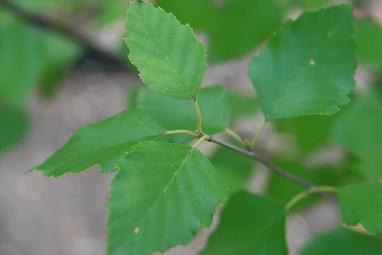 Water Birch (Betula Occidentalis) — the Water Birch offers ecological benefits; serving as a habitat and food source for local wildlife