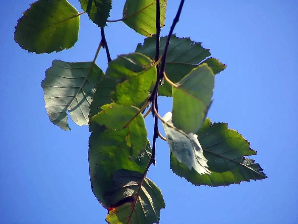 Water Birch (Betula Occidentalis) — Prefers moist, well-drained soils and full to partial sun; tree with yellow blooms, image 56