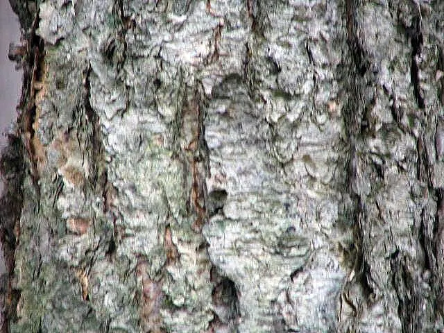 Water Birch (Betula Occidentalis) — tree for full or half; imparting a serene and picturesque aesthetic