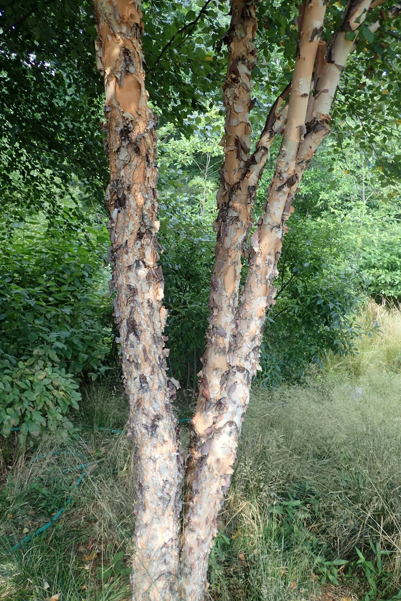 Water Birch (Betula Occidentalis) — tree with yellow blooms; the Water Birch is cold tolerant