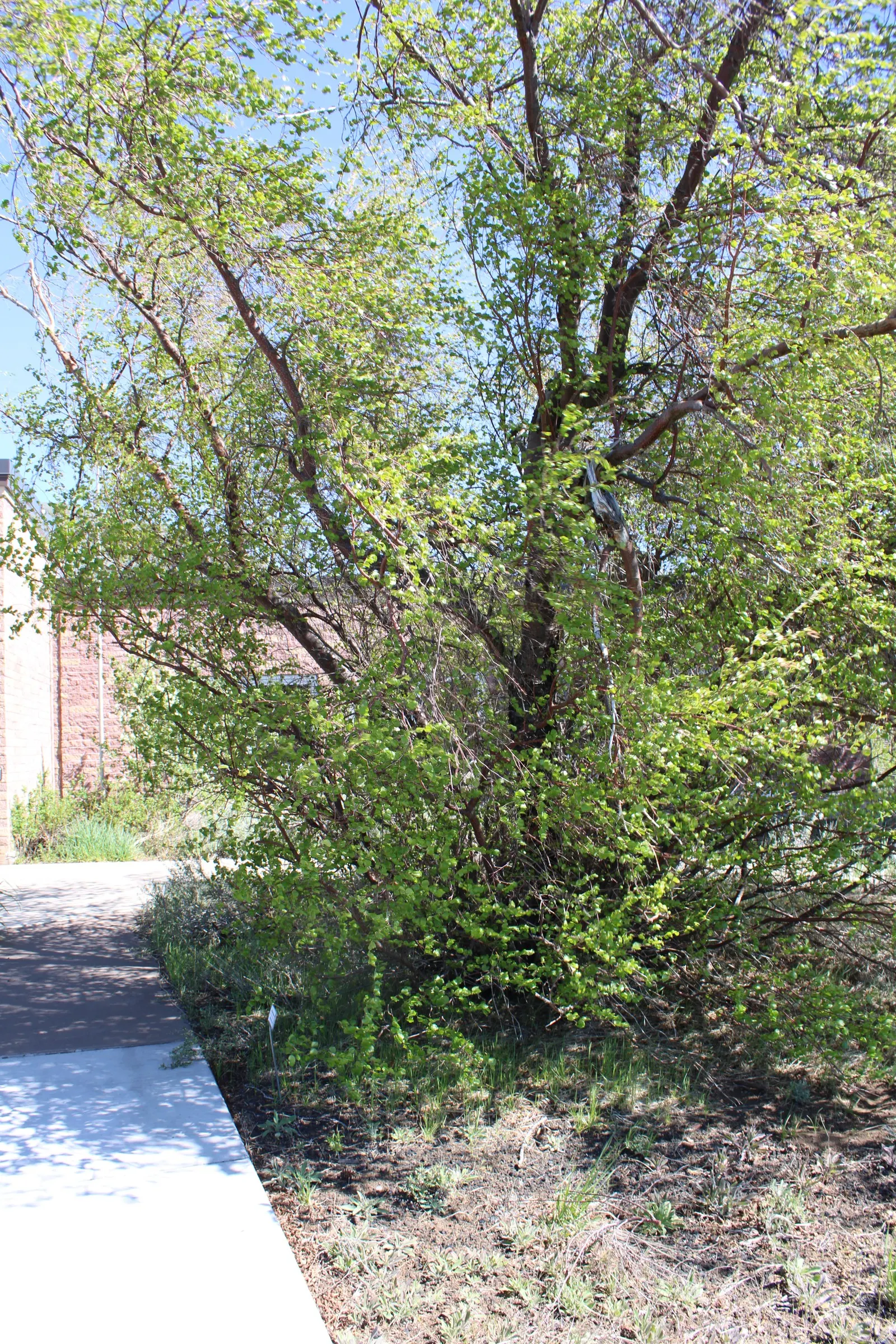 Water Birch (Betula Occidentalis) — including birds and butterflies