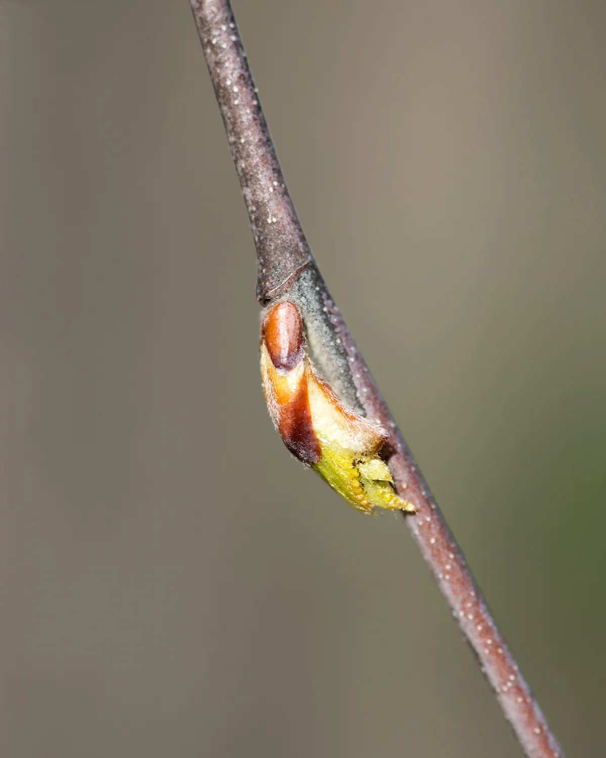 Water Birch (Betula Occidentalis) — accented by reddish-brown bark that exquisitely peels in thin sheets; requiring minimal pruning to maintain its shape and