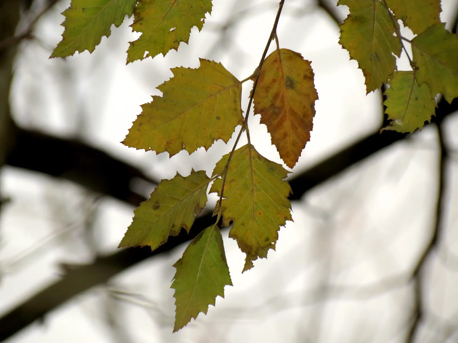 Water Birch (Betula Occidentalis) — The leaves of the Water Birch are distinctly diamond-shaped; yellow flowers in the garden