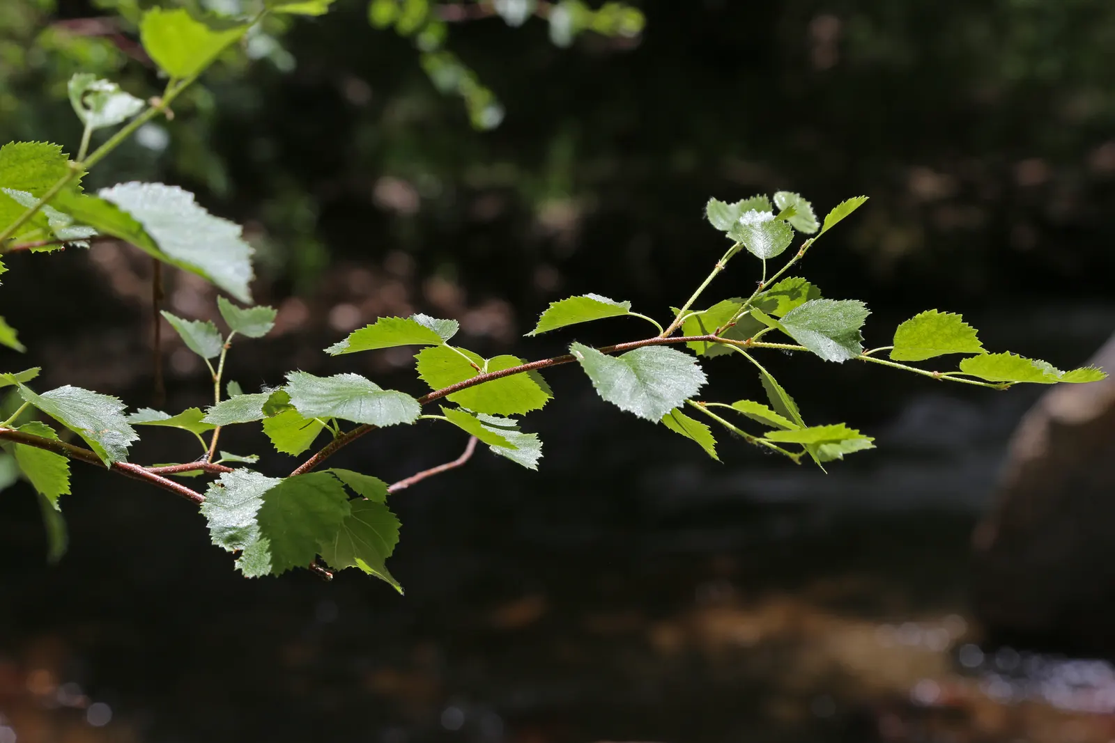 Water Birch (Betula Occidentalis) — requiring minimal pruning to maintain its shape and encourage strong structure; reaching mature heights between 30 to 40