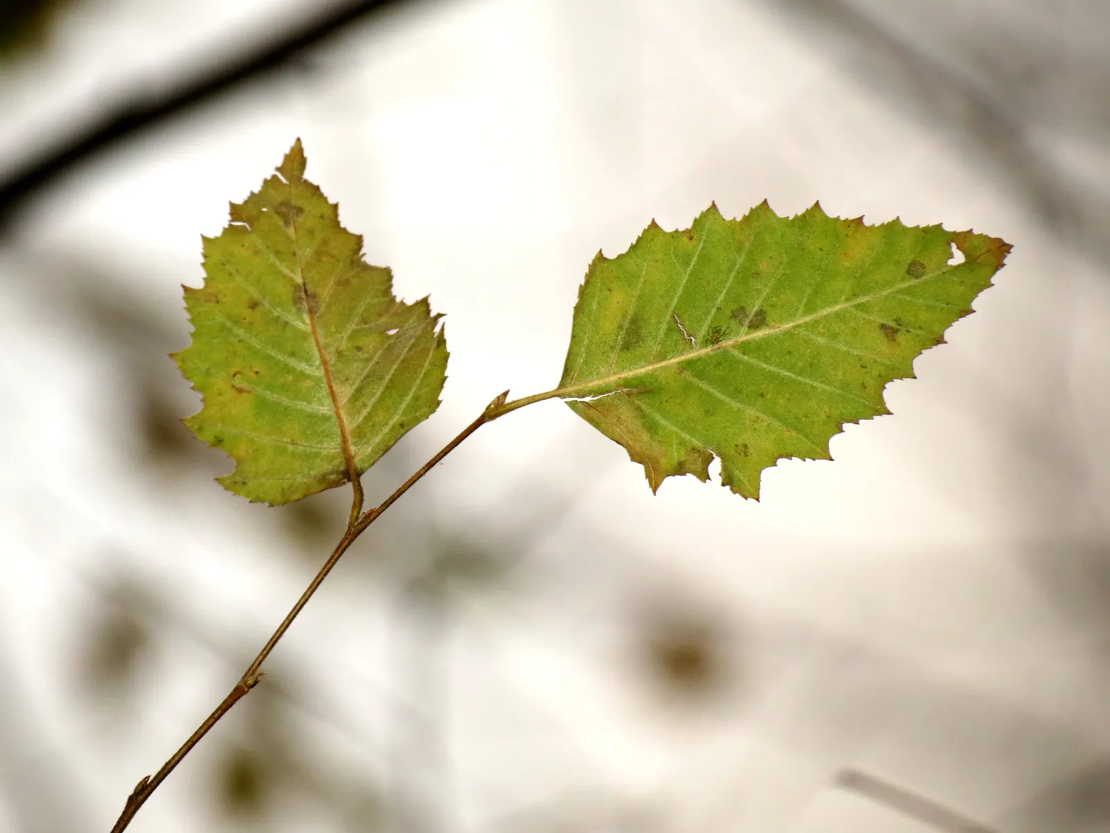 Water Birch (Betula Occidentalis) — shrubby form possesses a rugged allure; typically thrives along stream banks and moist soils, image 65