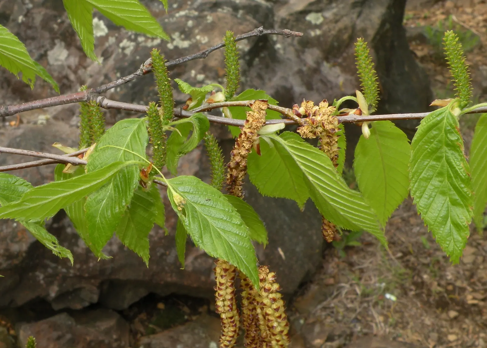 Water Birch (Betula Occidentalis) — Prefers moist, well-drained soils and full to partial sun