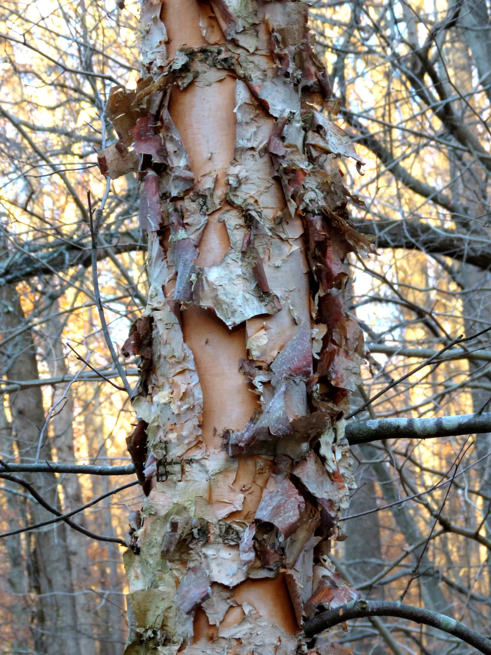 Water Birch (Betula Occidentalis) — imparting a serene and picturesque aesthetic; typically reaching 30 feet tall and spreading 20 feet wide