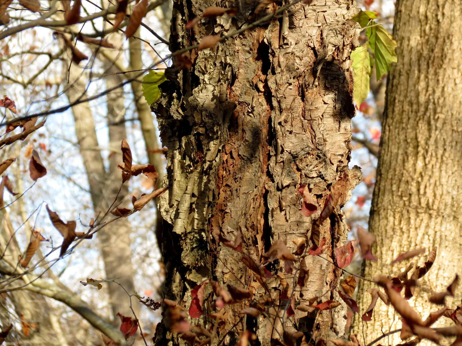 Water Birch (Betula Occidentalis) — reaching mature heights between 30 to 40 feet with a spread of 15 to 20 feet