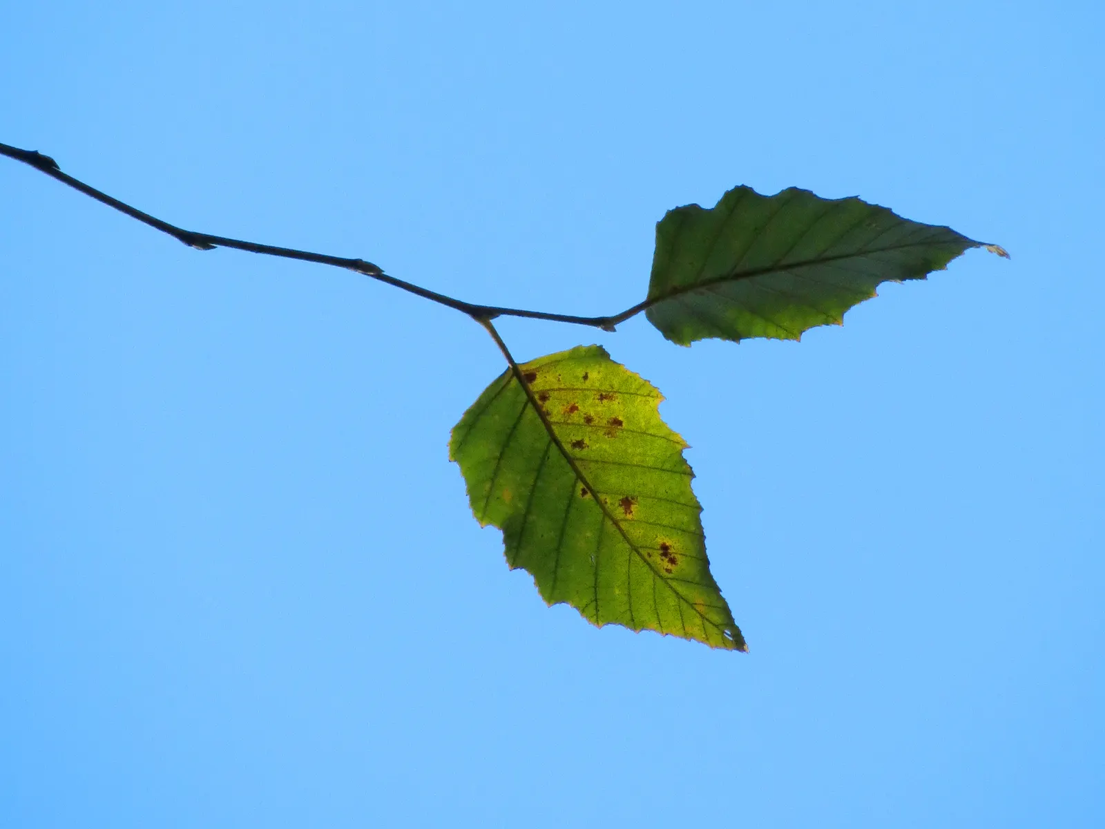 Water Birch (Betula Occidentalis) — Betula occidentalis, or Water Birch, is a multi-stemmed, deciduous tree thriving in USDA zones 3-7; prefers, image 53