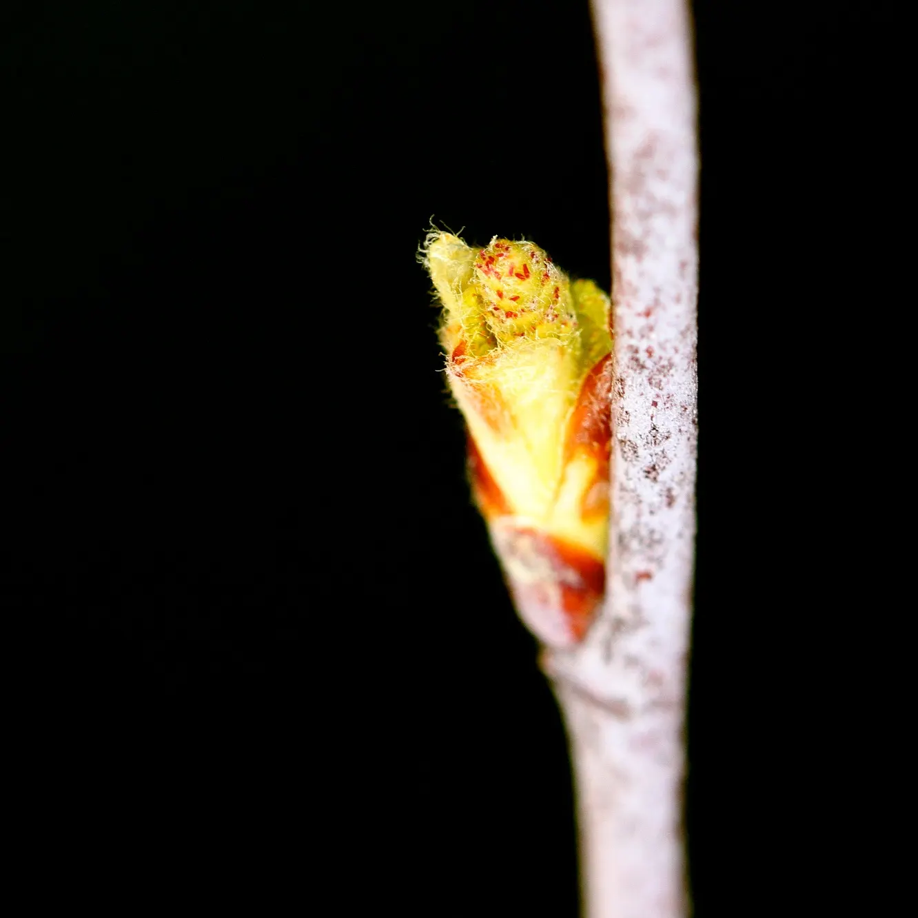 Water Birch (Betula Occidentalis) — including birds and butterflies; commonly referred to as the Water Birch