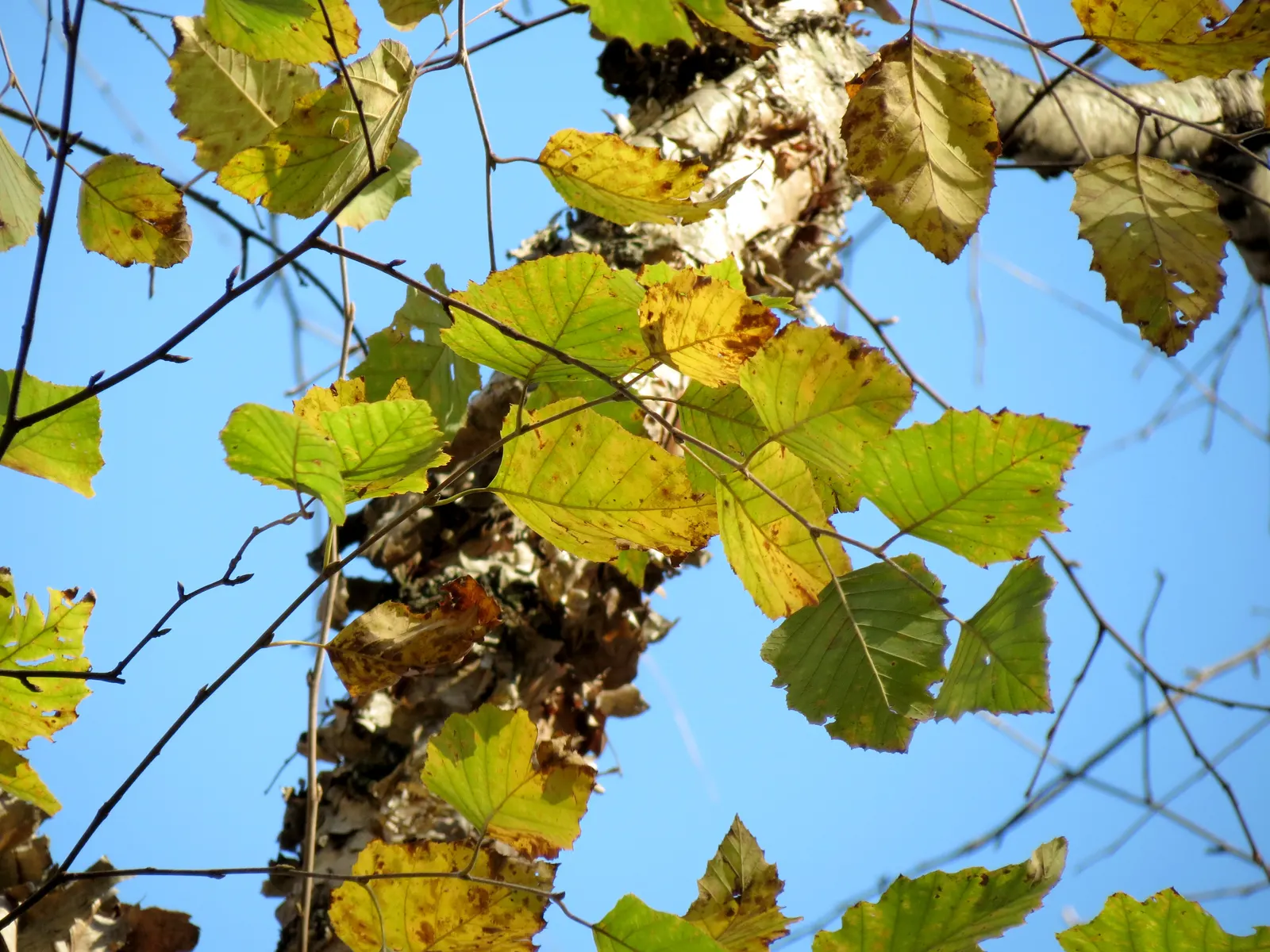 Water Birch (Betula Occidentalis) — accented by reddish-brown bark that exquisitely peels in thin sheets