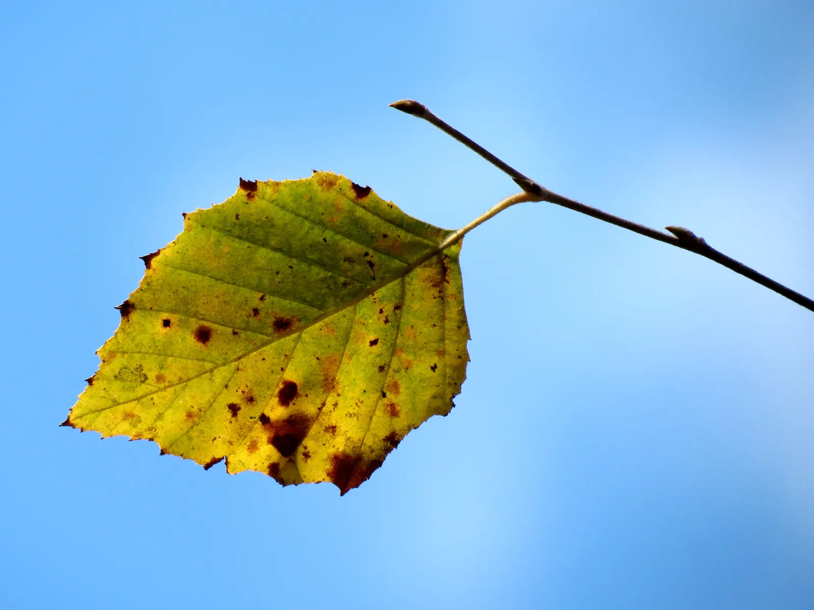 Water Birch (Betula Occidentalis) — shrubby form possesses a rugged allure; typically thrives along stream banks and moist soils