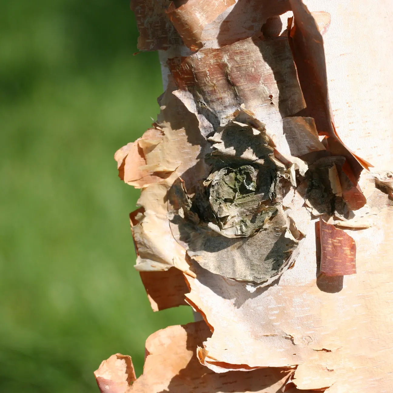 Water Birch (Betula Occidentalis) — is a versatile and adaptive deciduous tree that brings a naturalistic charm to any landscape; betula, image 60