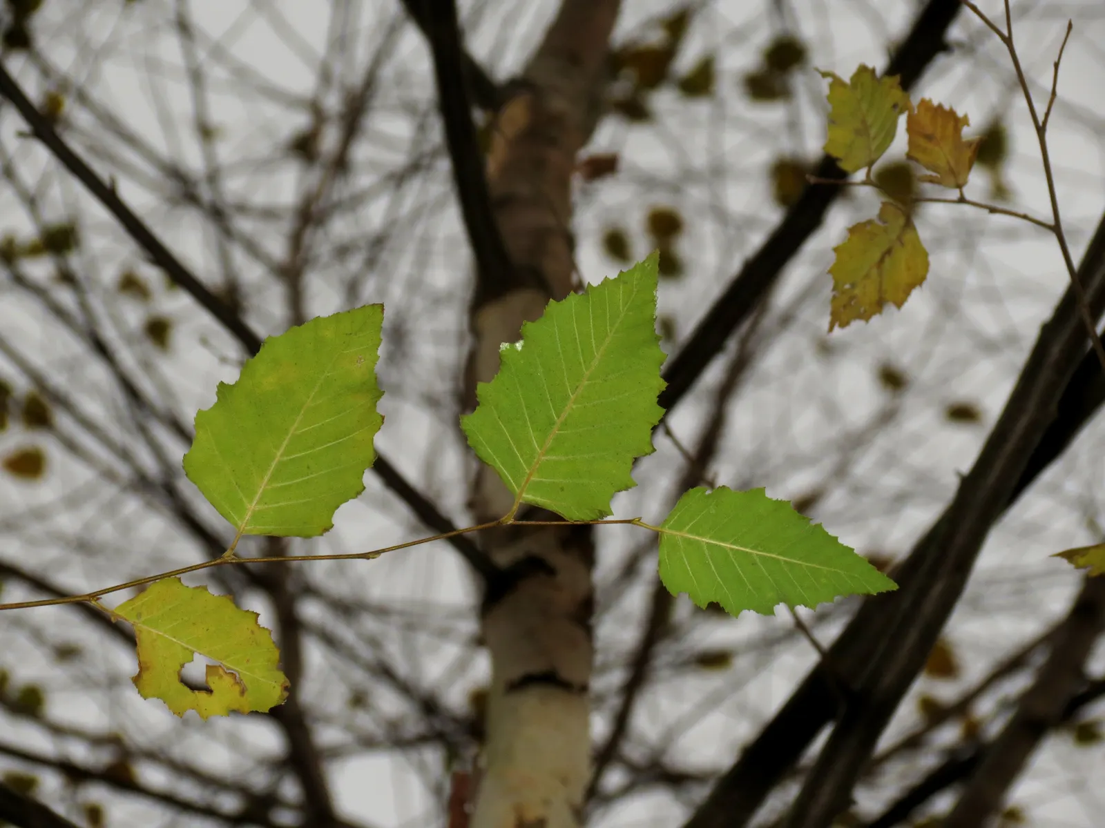 Water Birch (Betula Occidentalis) — Betula occidentalis, or Water Birch, is a multi-stemmed, deciduous tree thriving in USDA zones 3-7; prefers moist
