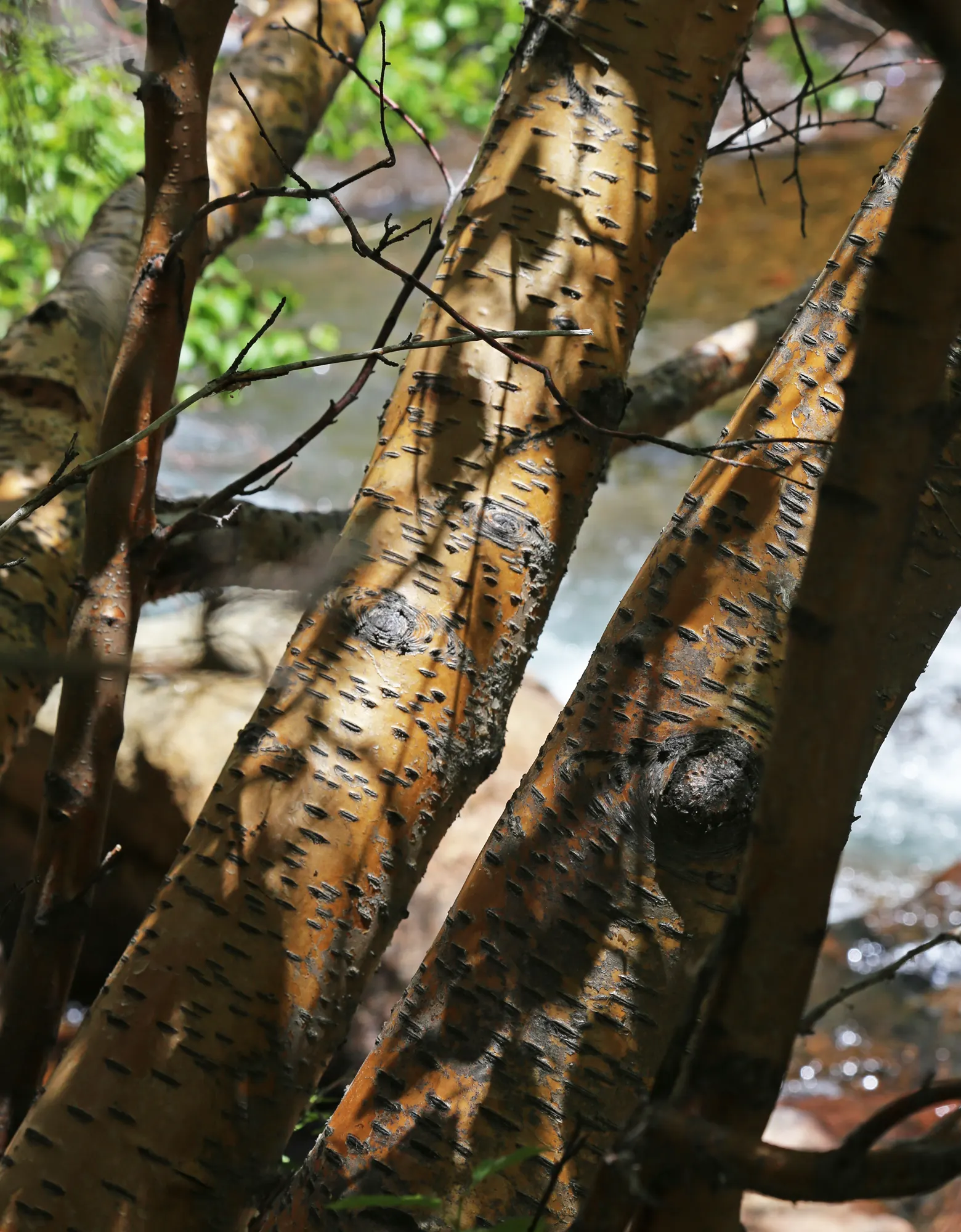 Water Birch (Betula Occidentalis) — and naturalized settings in the landscape; it's an excellent candidate for riparian plantings