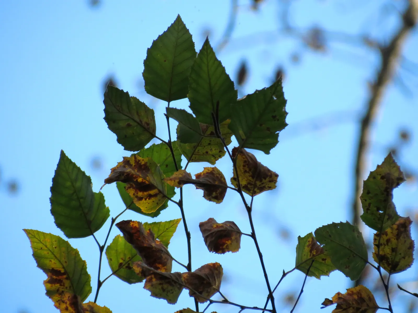 Water Birch (Betula Occidentalis) — it features a rounded canopy with reddish-brown bark exfoliating in thin sheets; the Water Birch offers, image 55
