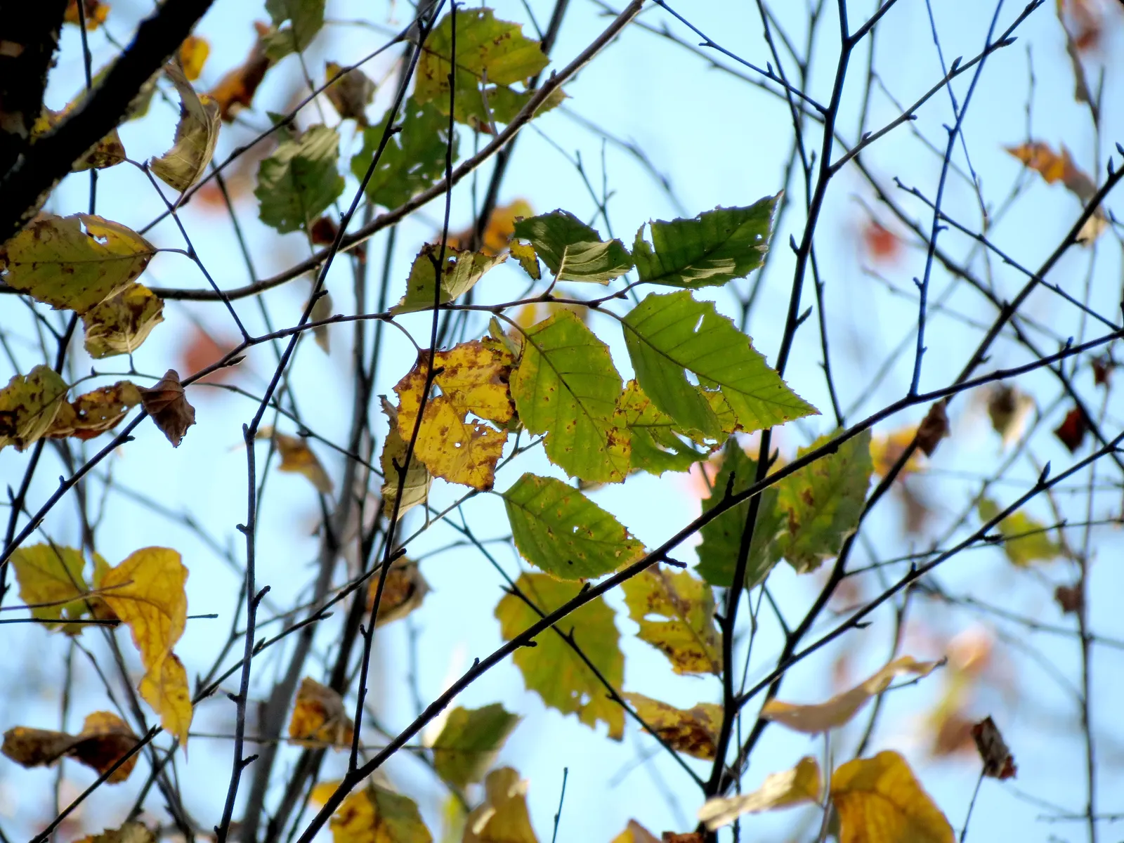 Water Birch (Betula Occidentalis) — The leaves of the Water Birch are distinctly diamond-shaped