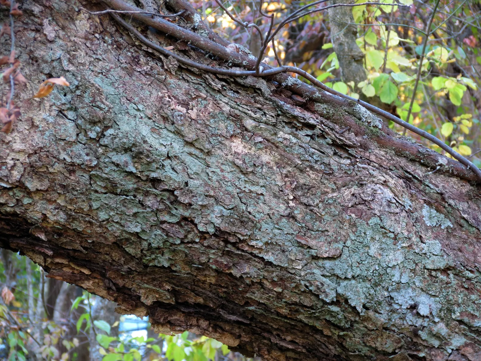 Water Birch (Betula Occidentalis) — It's an excellent candidate for riparian plantings