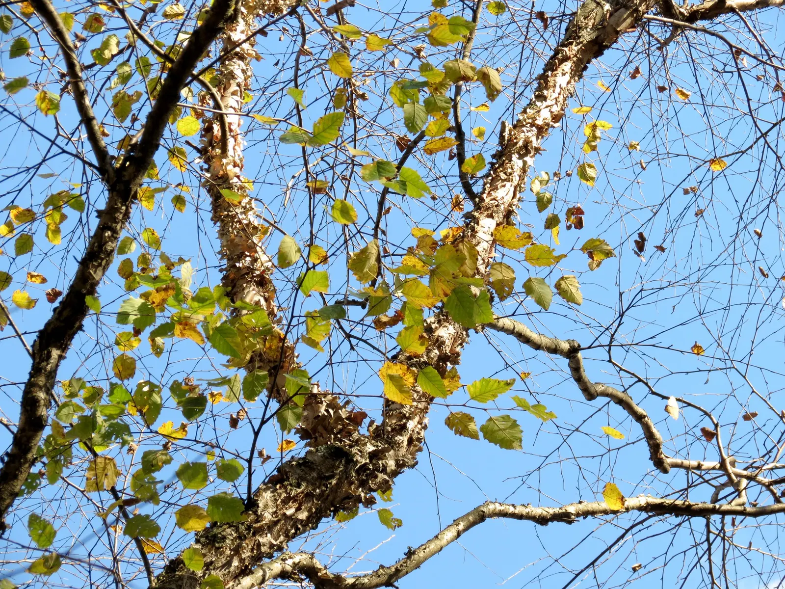 Water Birch (Betula Occidentalis) — commonly referred to as the Water Birch; including birds and butterflies