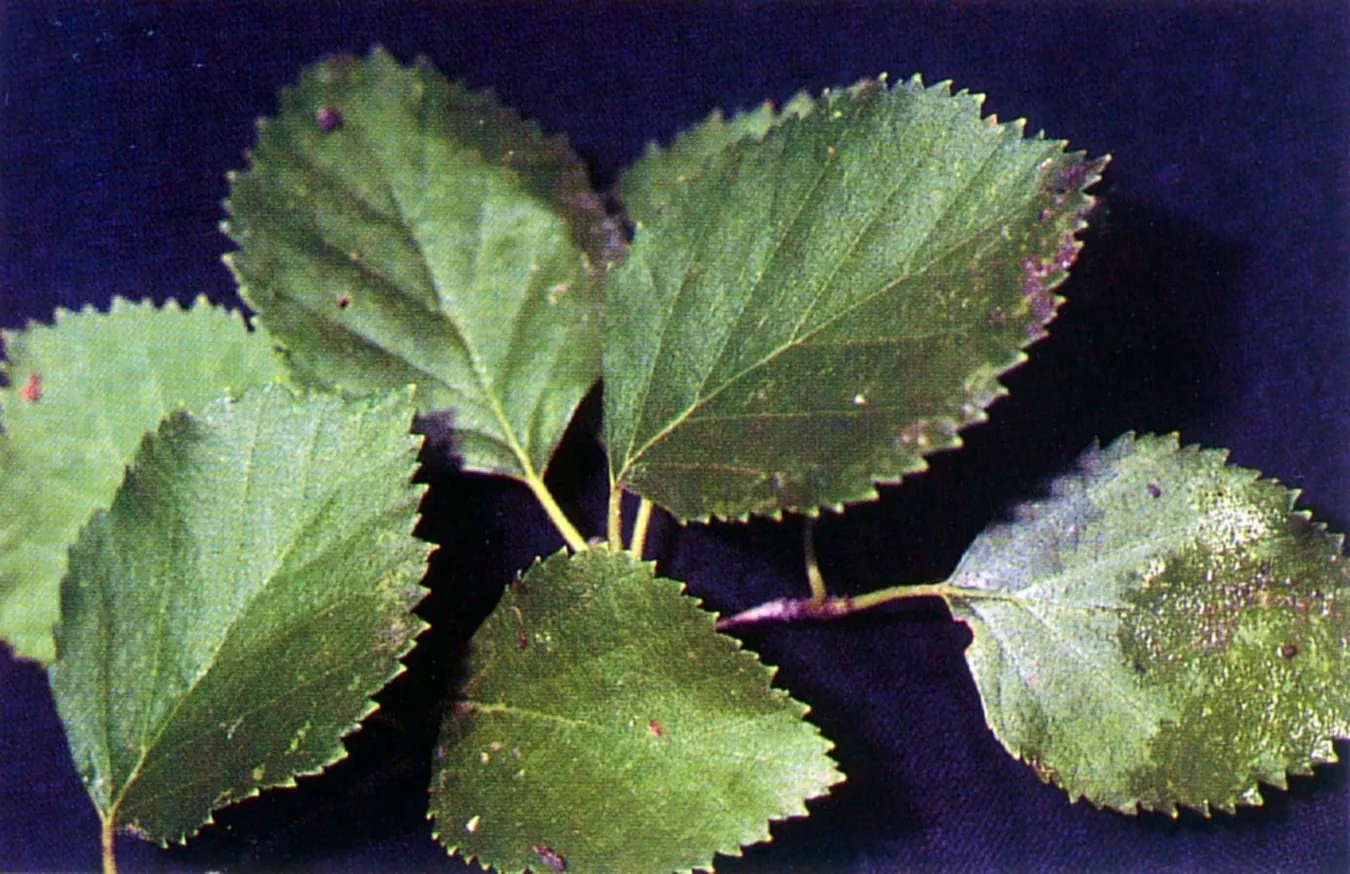 Water Birch (Betula Occidentalis) — it's ideal for naturalized areas or alongside water features for erosion control and wildlife habitat; shrubby, image 58