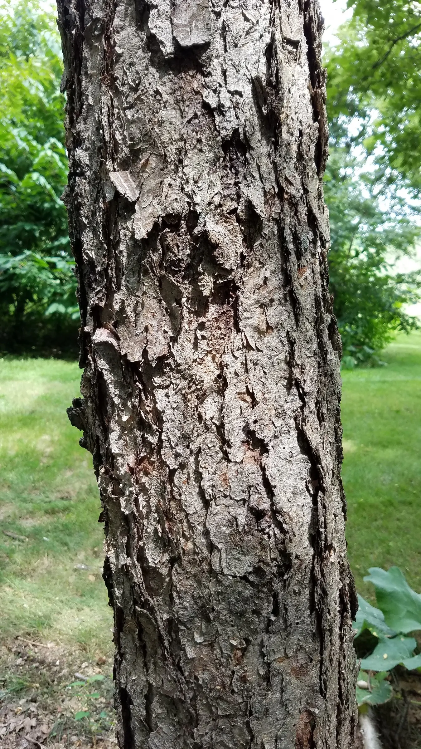 Water Birch (Betula Occidentalis) — Noted for yellow fall foliage; it's ideal for naturalized areas or alongside water features for erosion control and