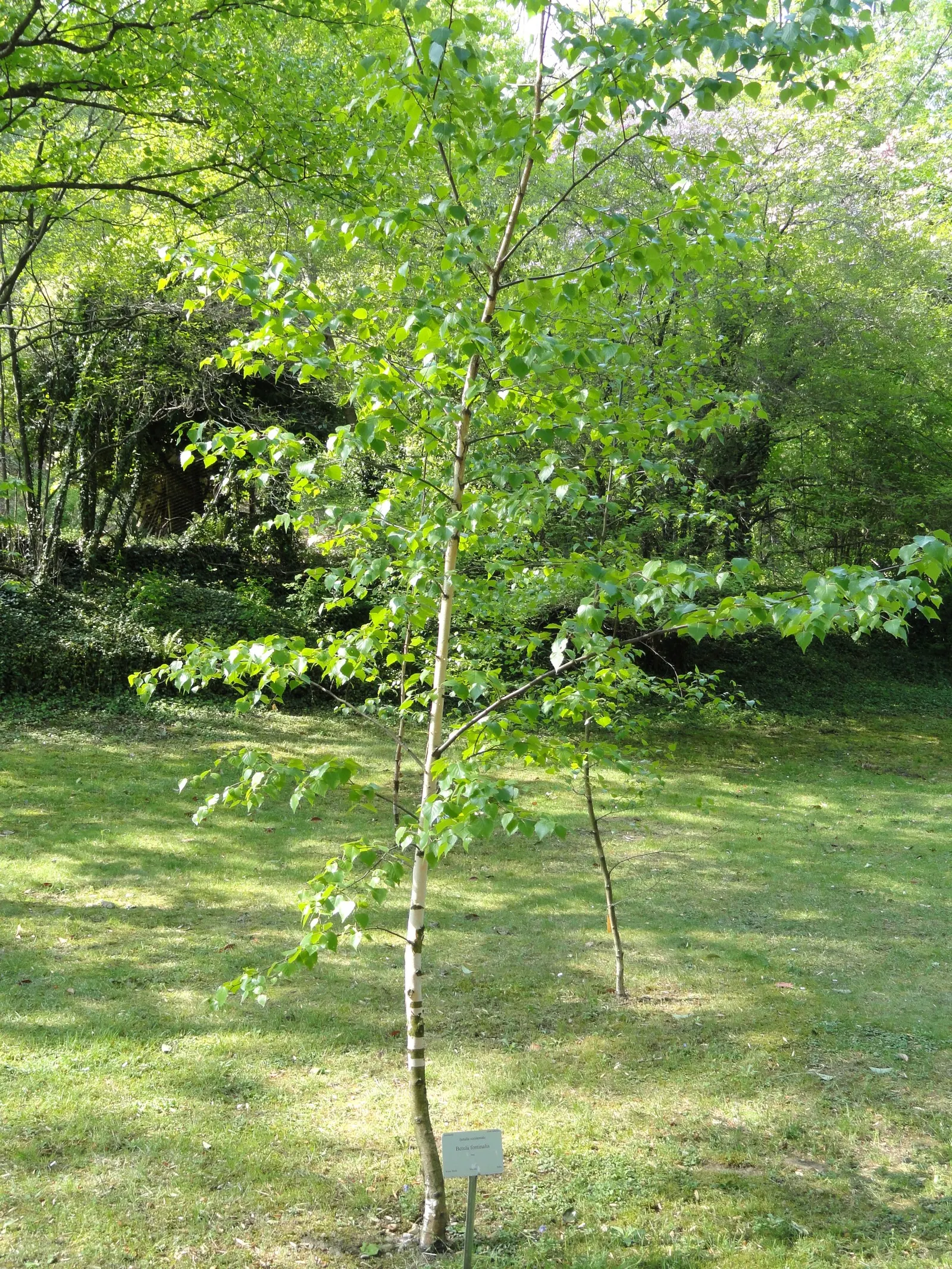 Water Birch (Betula Occidentalis) — is a versatile and adaptive deciduous tree that brings a naturalistic charm to any landscape; betula occidentalis, or Water
