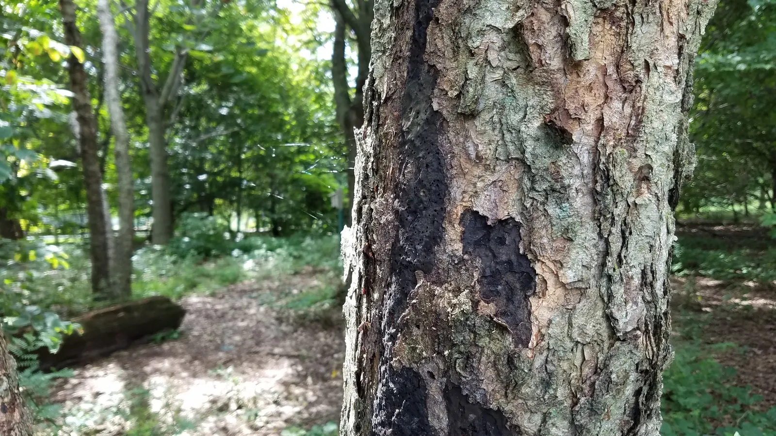 Water Birch (Betula Occidentalis) — indigenous to western North America; is a versatile and adaptive deciduous tree that brings a naturalistic charm to any