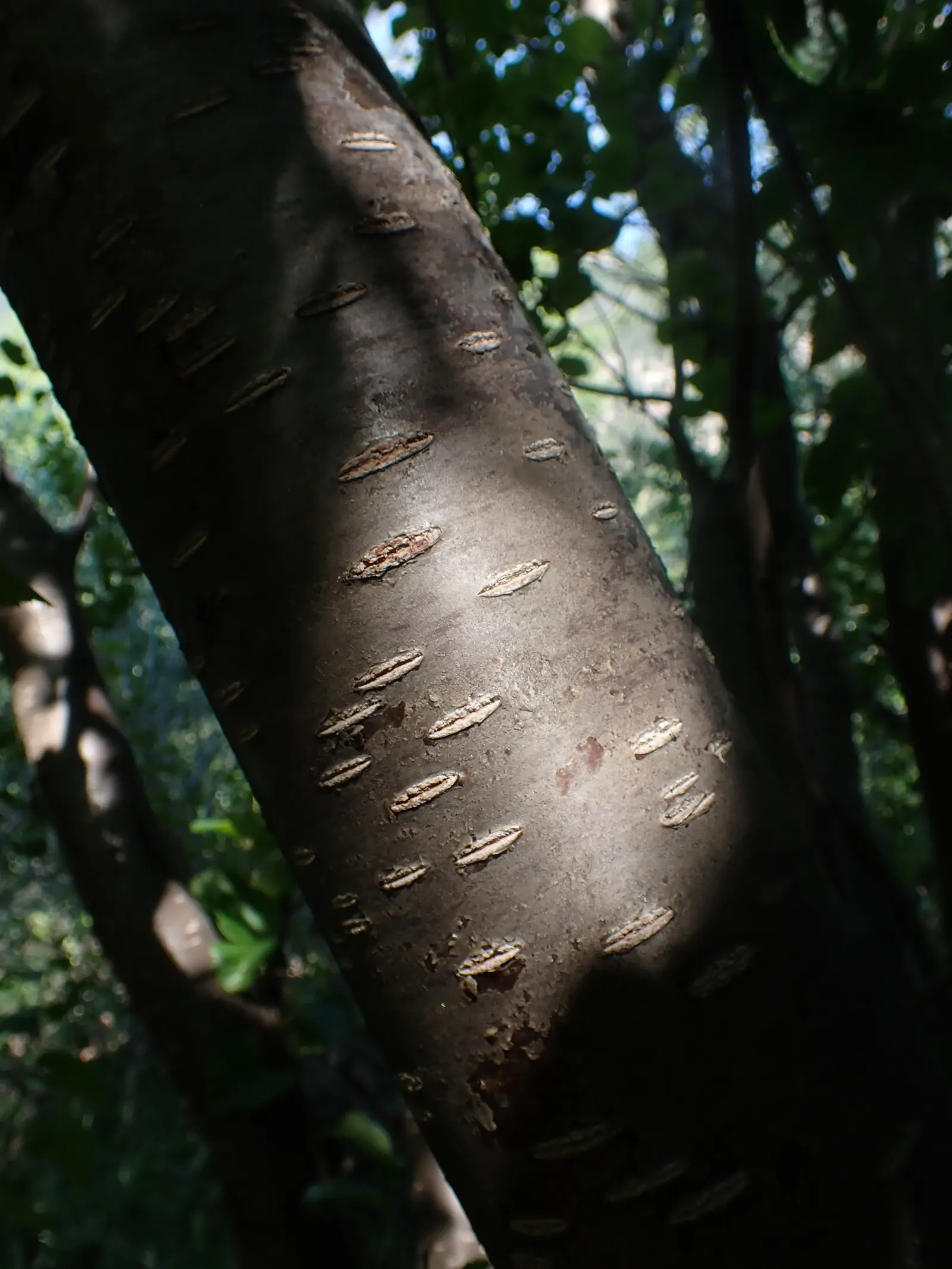 Water Birch (Betula Occidentalis) — reaching mature heights between 30 to 40 feet with a spread of 15 to 20 feet; it features a rounded canopy with, image 64