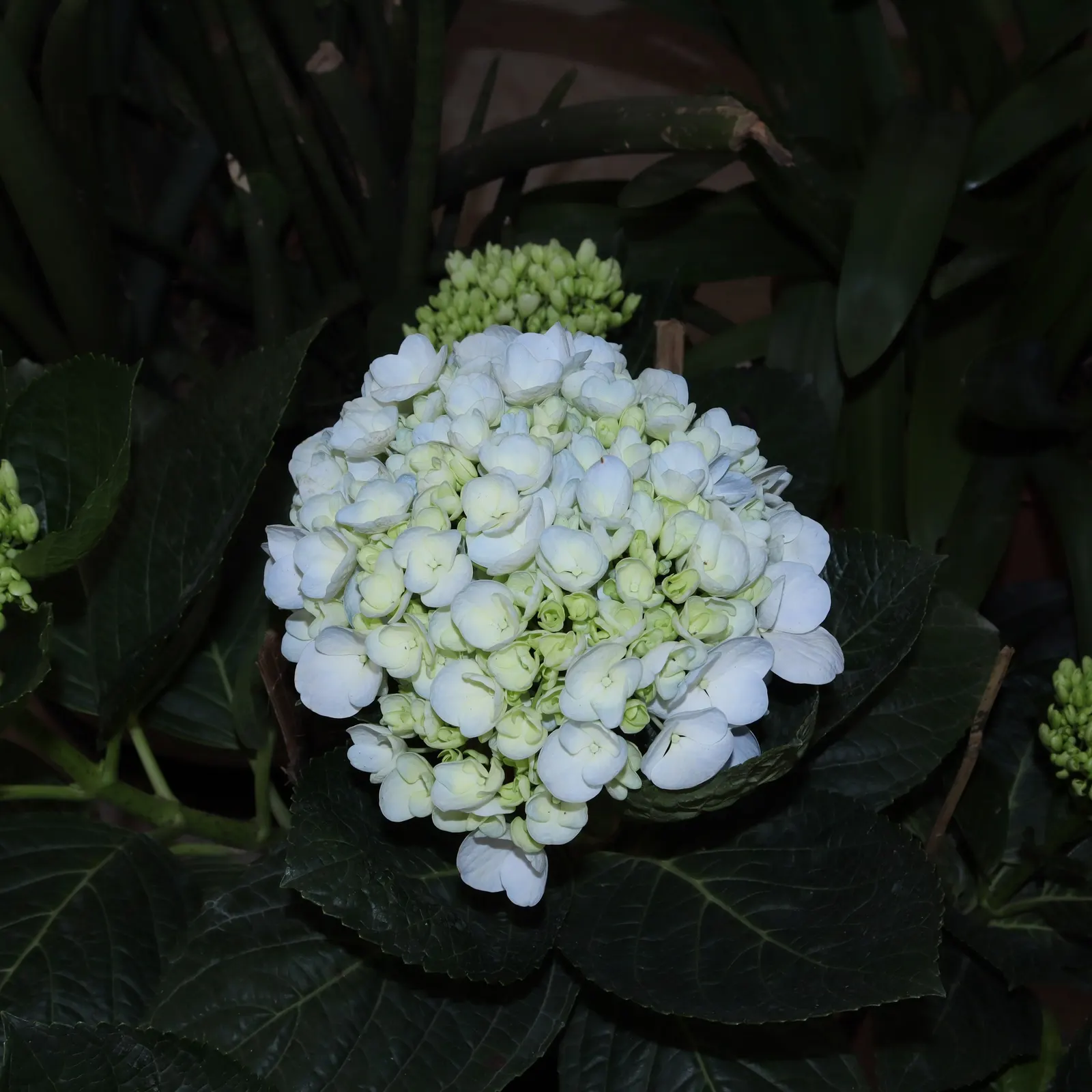 Bigleaf Hydrangea (Hydrangea Macrophylla) — which can span 4 to 12 inches across; blue and pink flowers in the garden, image 56