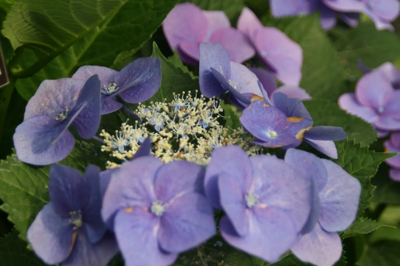 Bigleaf Hydrangea (Hydrangea Macrophylla) — depending on the soil's pH level - acidic soils yield blue flowers