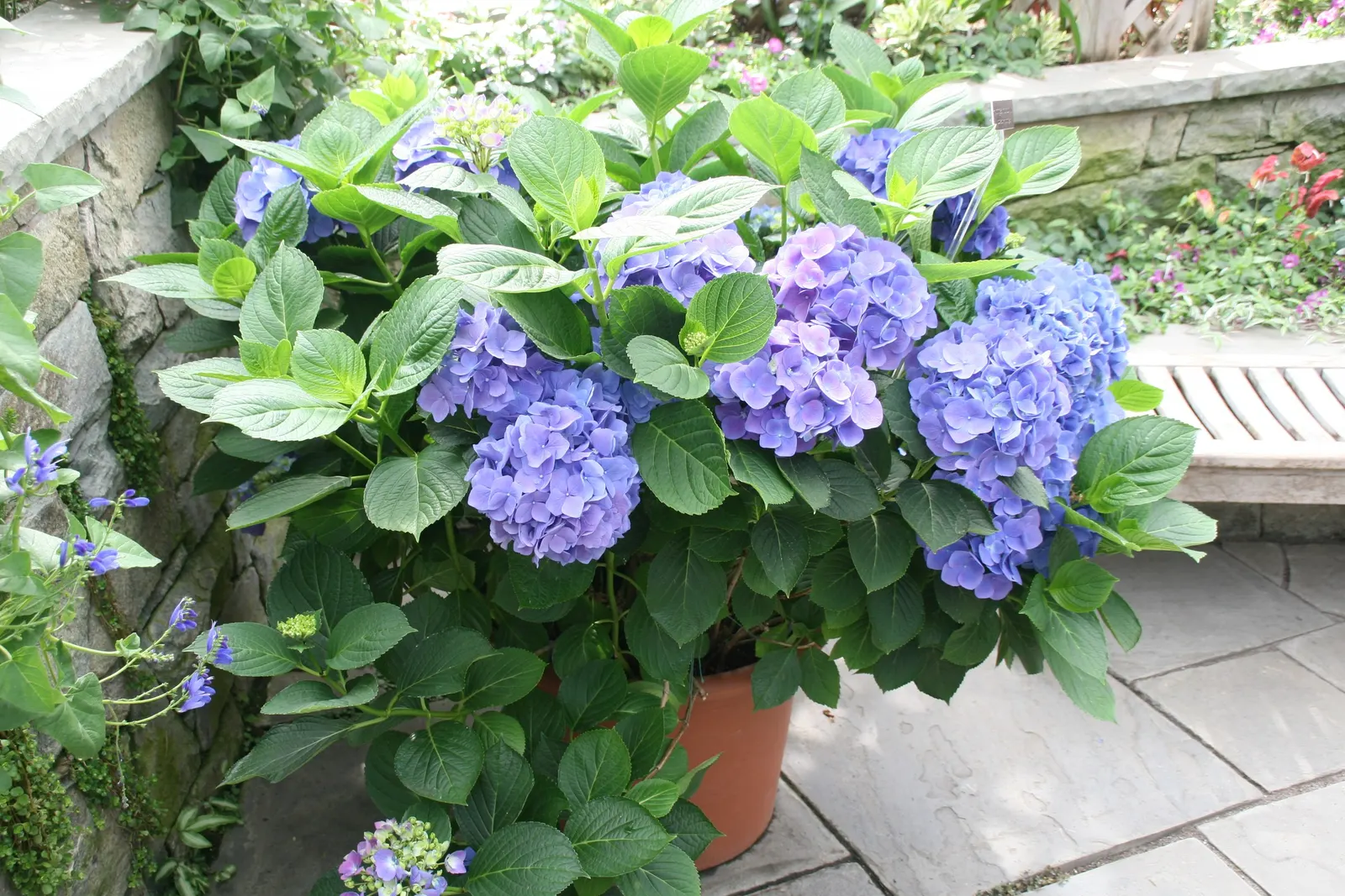 Bigleaf Hydrangea (Hydrangea Macrophylla) — It prefers well-drained, moist soil and thrives in USDA zones 6-9; with colors ranging from pink to, image 165