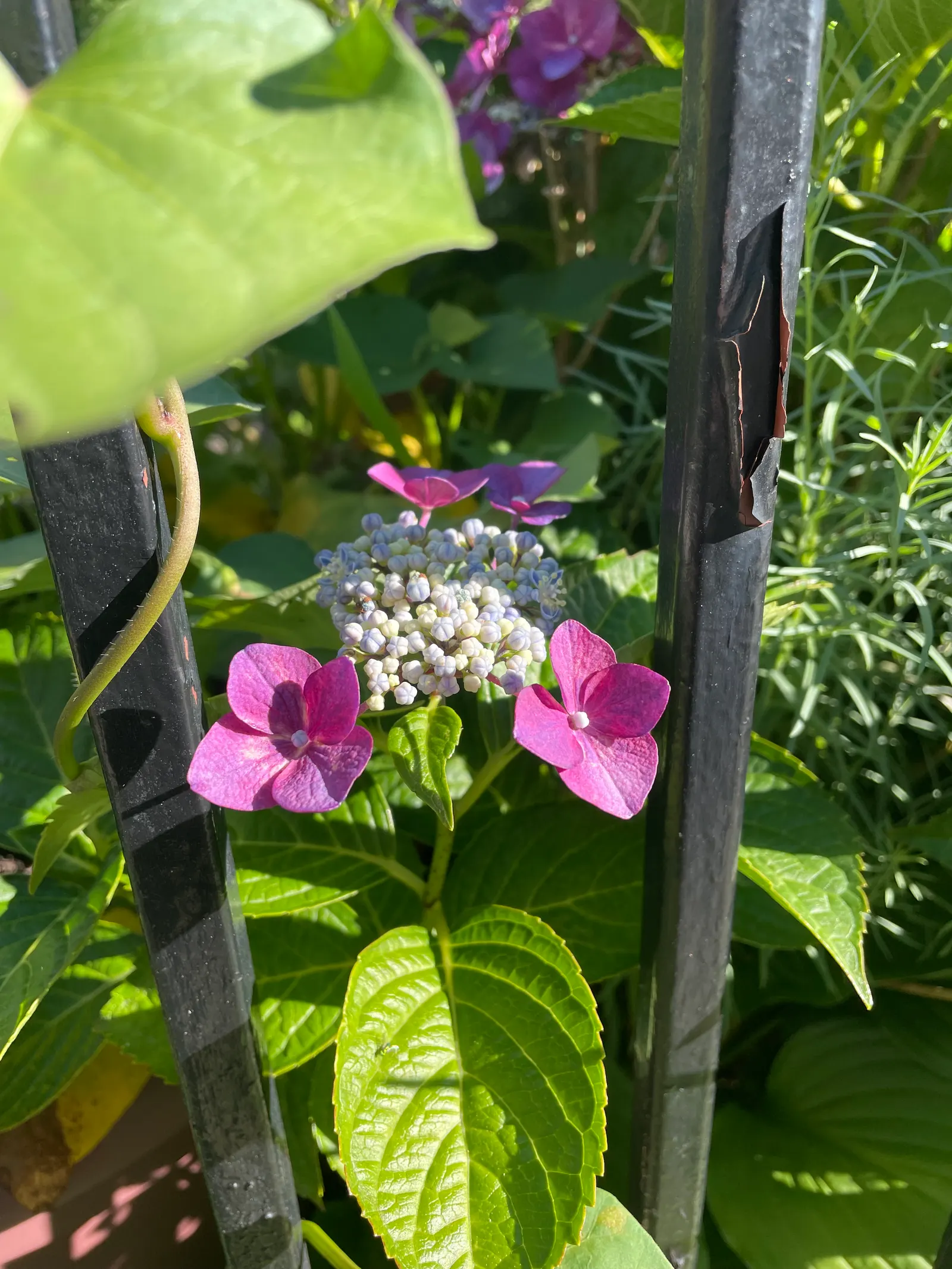 Bigleaf Hydrangea (Hydrangea Macrophylla) — is an enchanting flowering shrub that stands out as a versatile and vibrant addition to any landscape design; its
