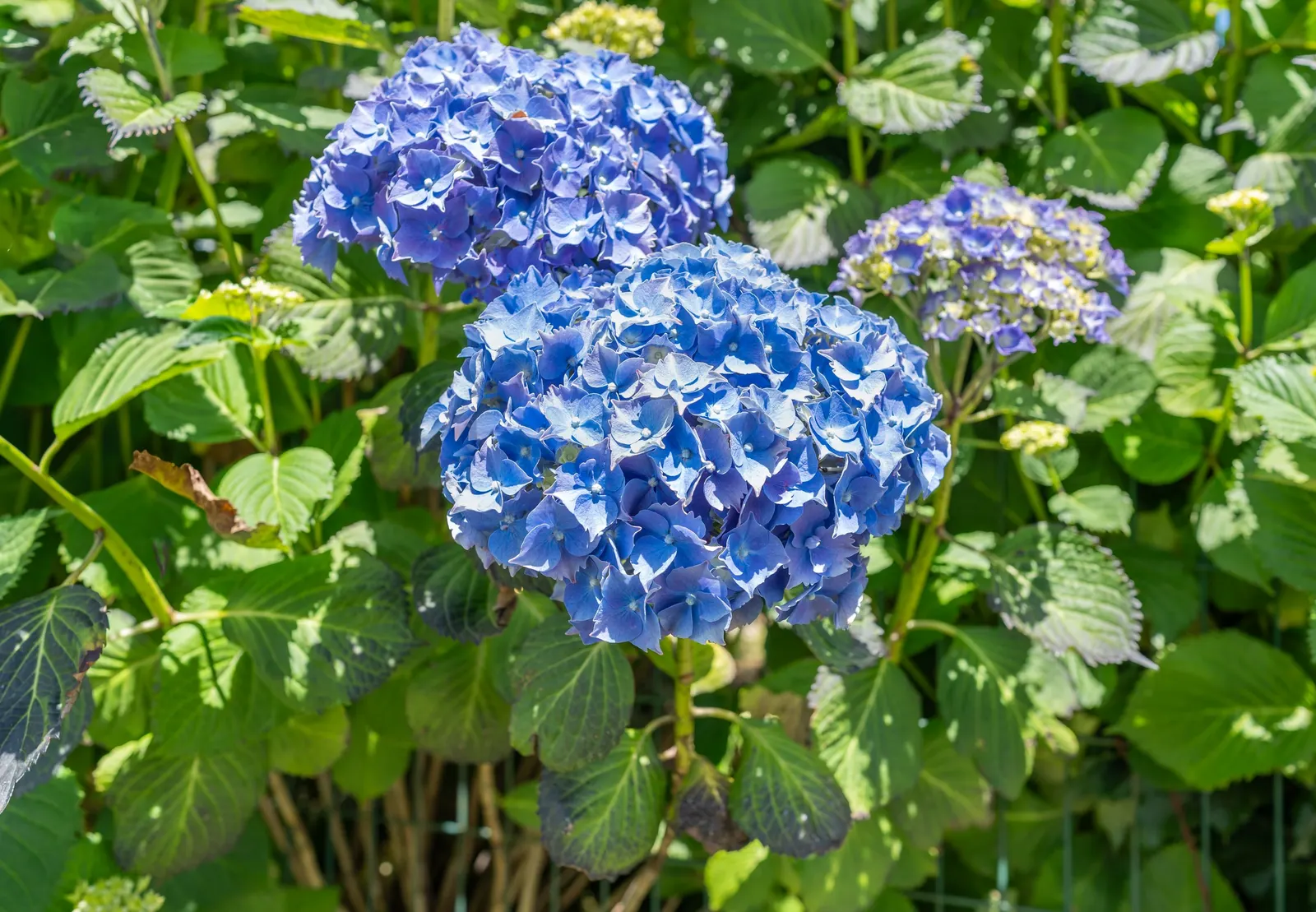 Bigleaf Hydrangea (Hydrangea Macrophylla) — and it requires moderate maintenance; bigleaf Hydrangeas prefer partial shade, image 157