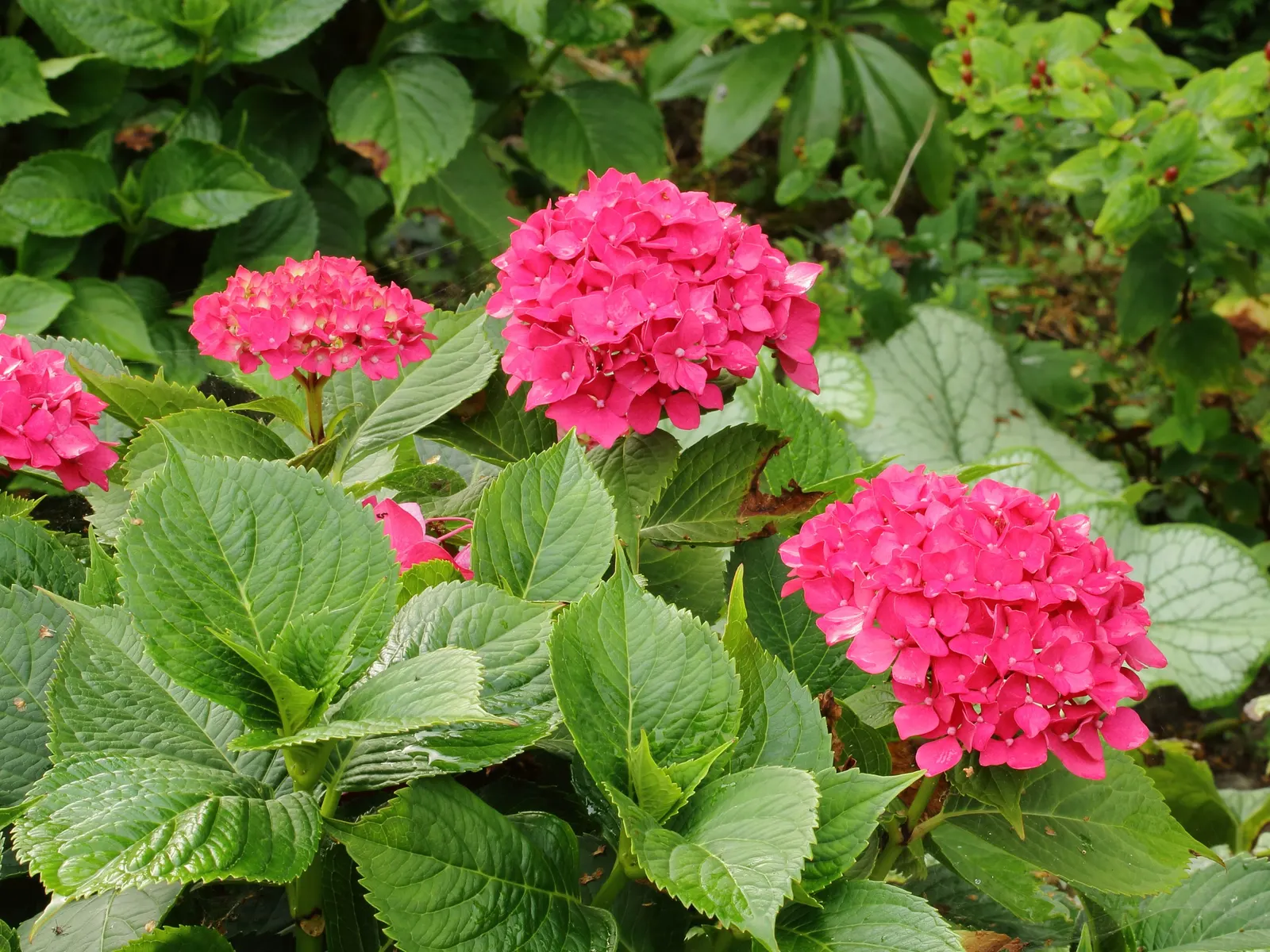 Bigleaf Hydrangea (Hydrangea Macrophylla) — although they can tolerate full sun in cooler climates if they receive adequate moisture; they thrive in