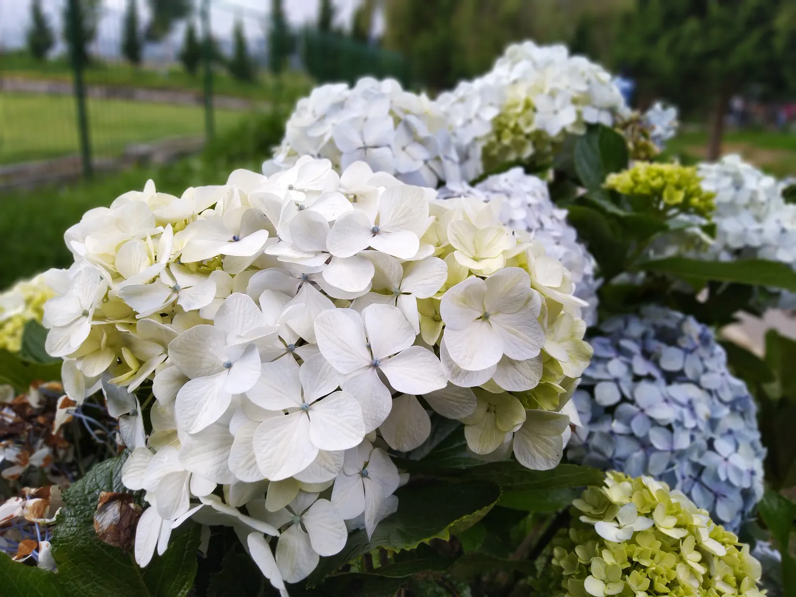 Bigleaf Hydrangea (Hydrangea Macrophylla) — depending on the soil's pH level - acidic soils yield blue flowers; and it requires moderate maintenance, image 59